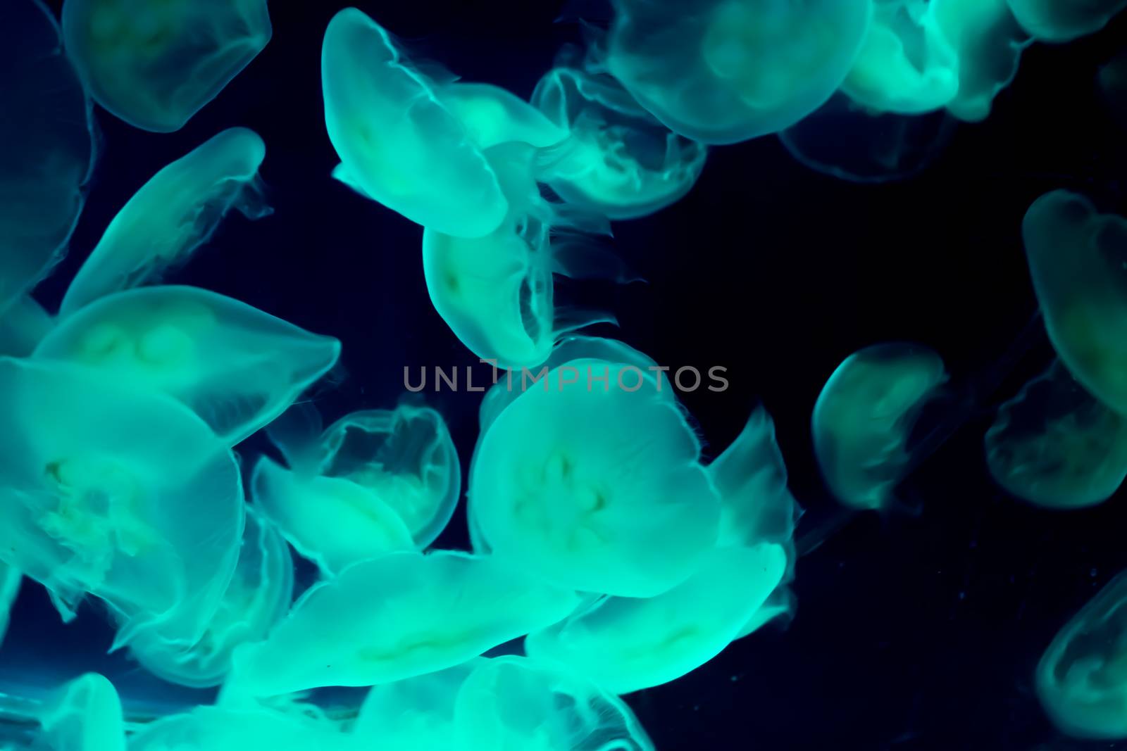 amazing marine life background of a group of common moon jellyfish swimming in the dark sea and giving light in blue green color by charlottebleijenberg