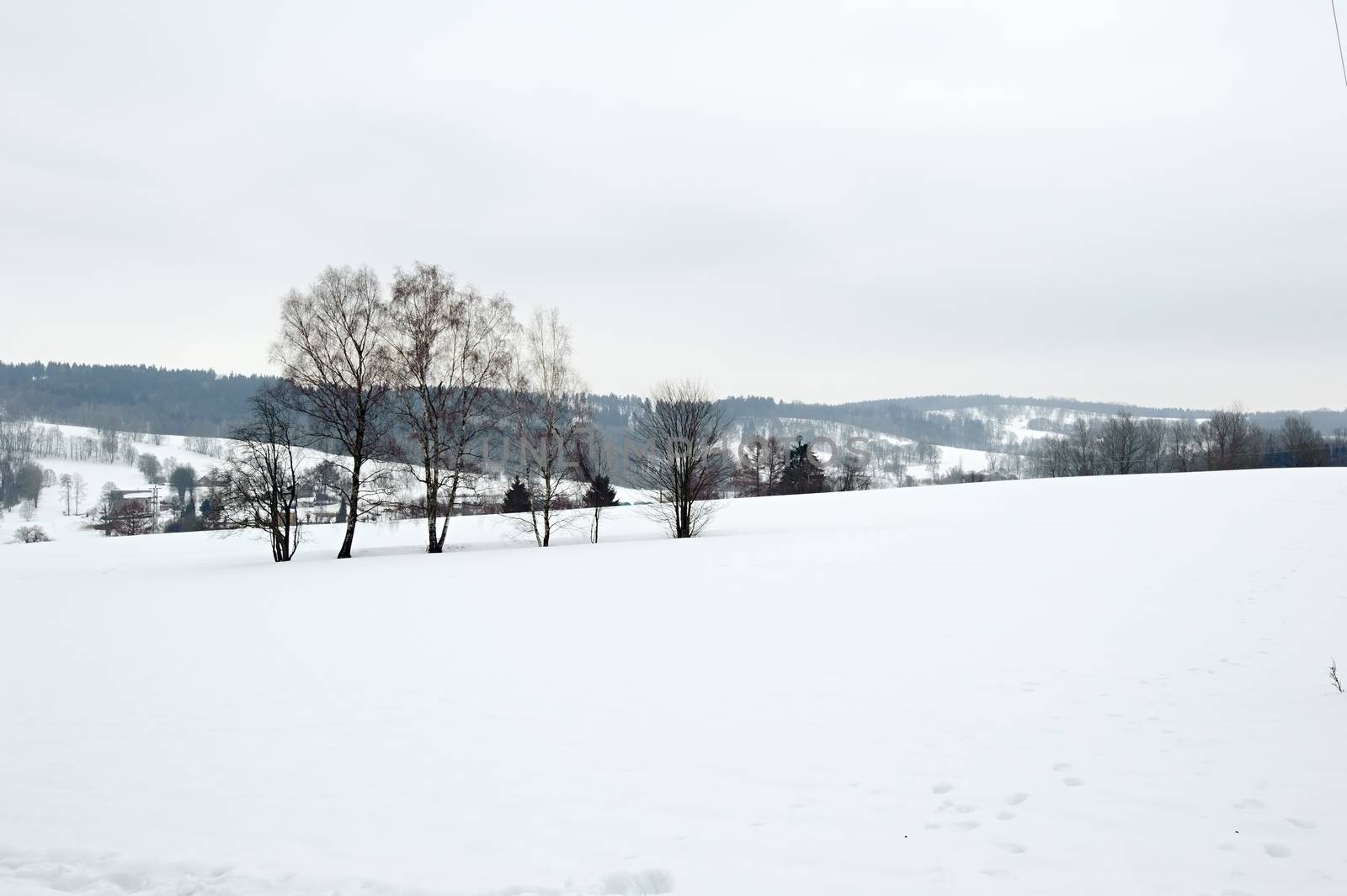 Winter frosty snowy landscape with trees and cloudy sky
