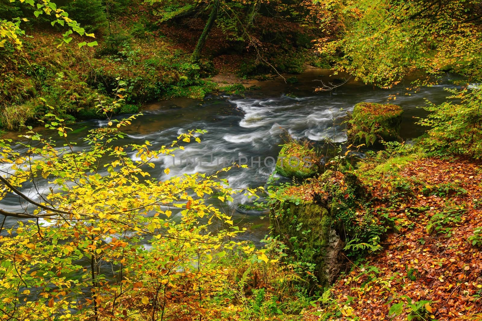 A beautifully clean river flowing through a colorful autumn forest