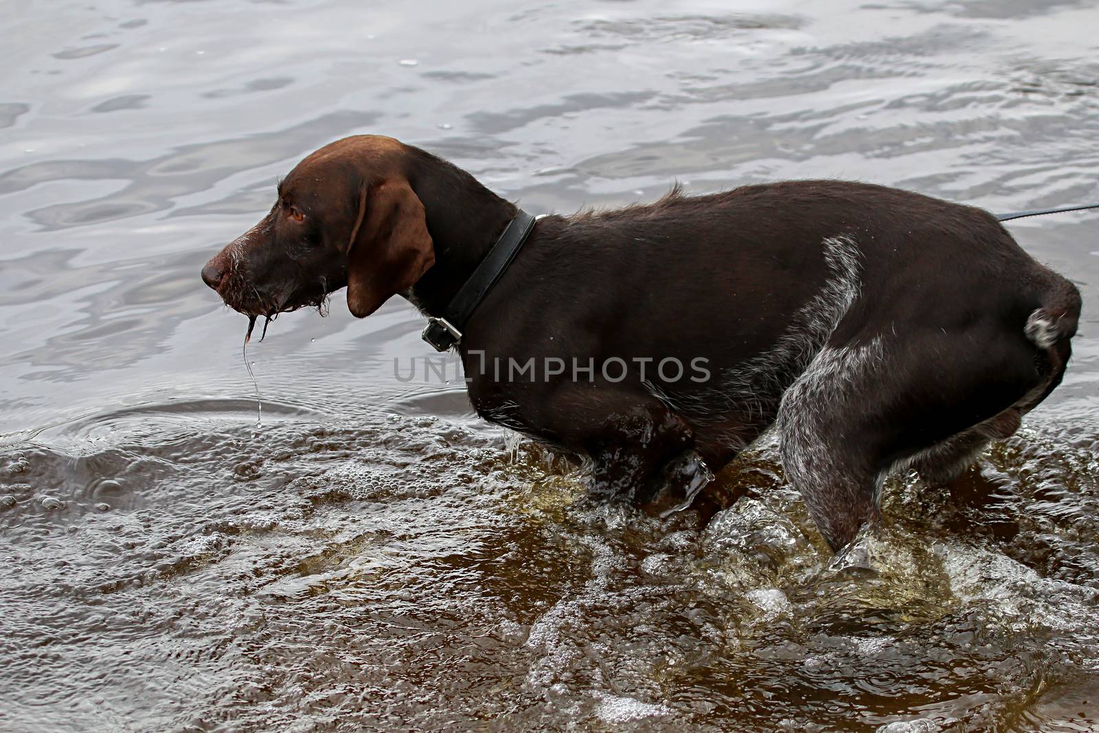 Brovn hunter dog drinking water in river.