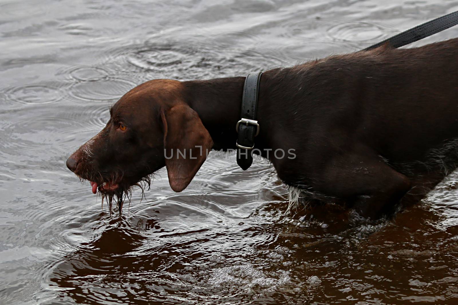 Brovn hunter dog drinking water in river.