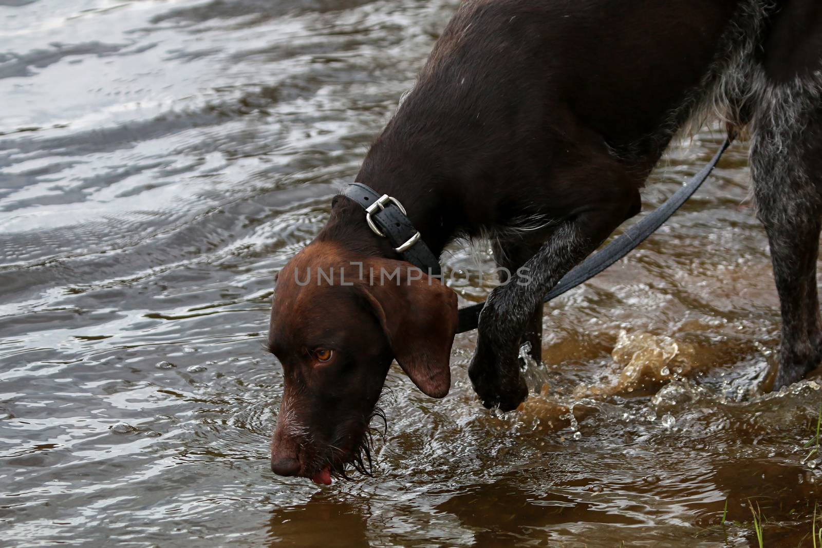 Brovn hunter dog drinking water in river.