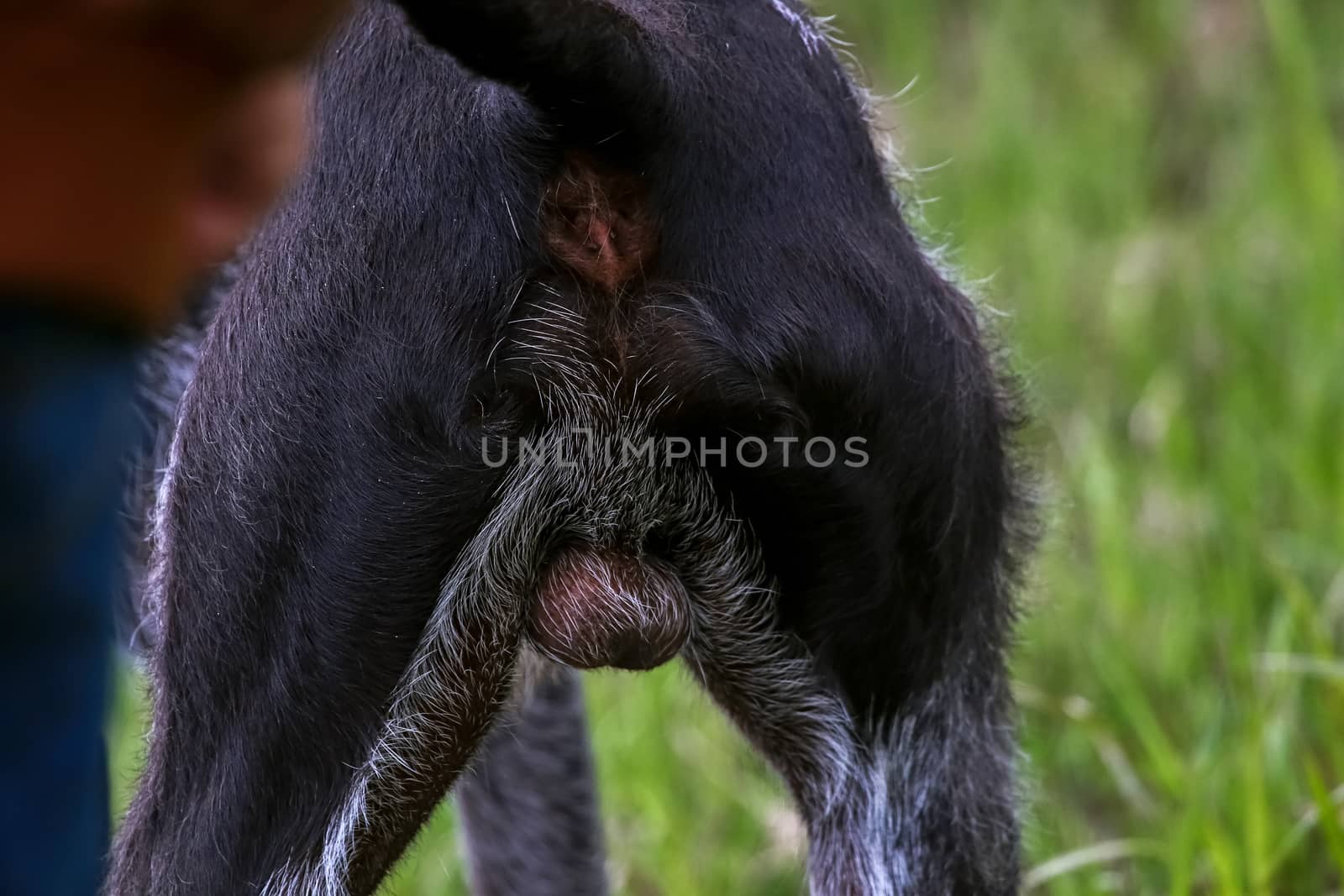 Close up on the back side of  brown hunting dog.