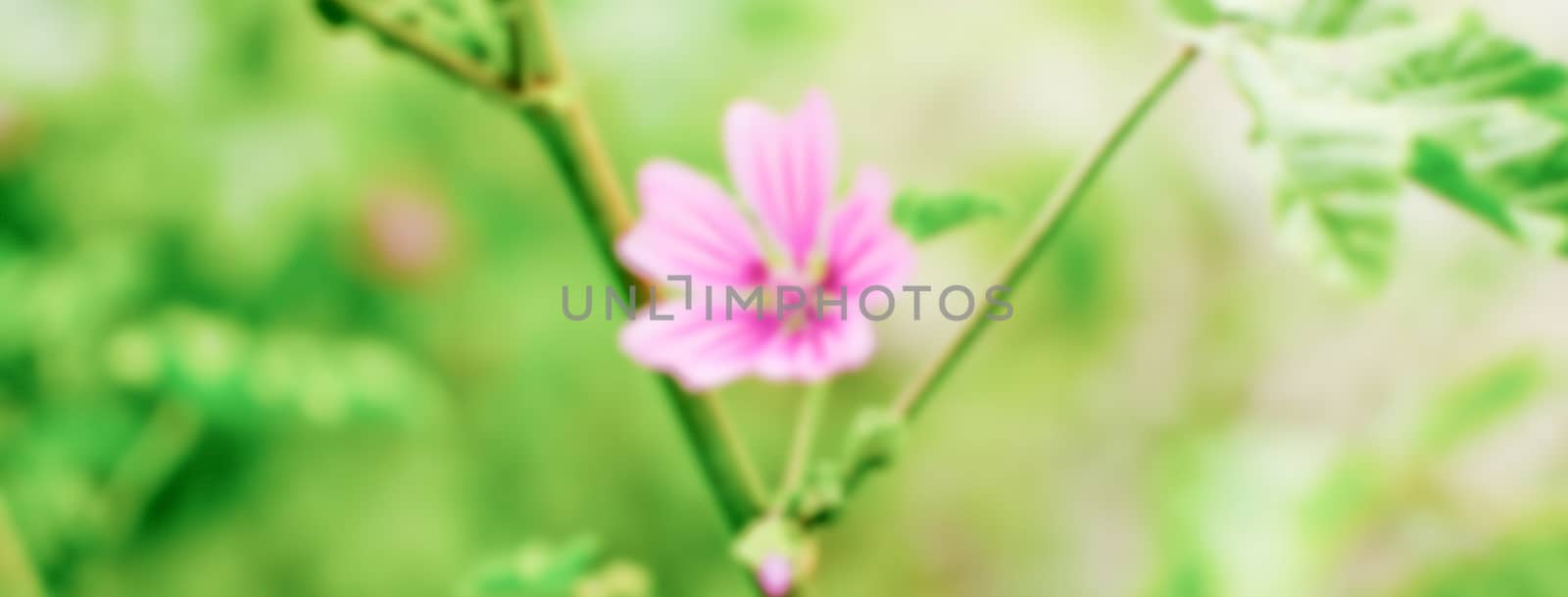 Defocused background of a purple wild flower on a green field. Intentionally blurred post production for bokeh effect
