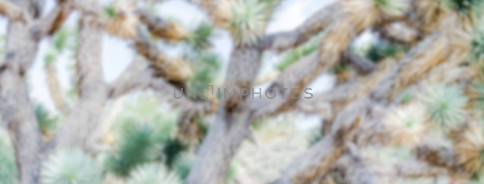 Defocused background of Joshua Trees in Arizona. Intentionally blurred post production for bokeh effect
