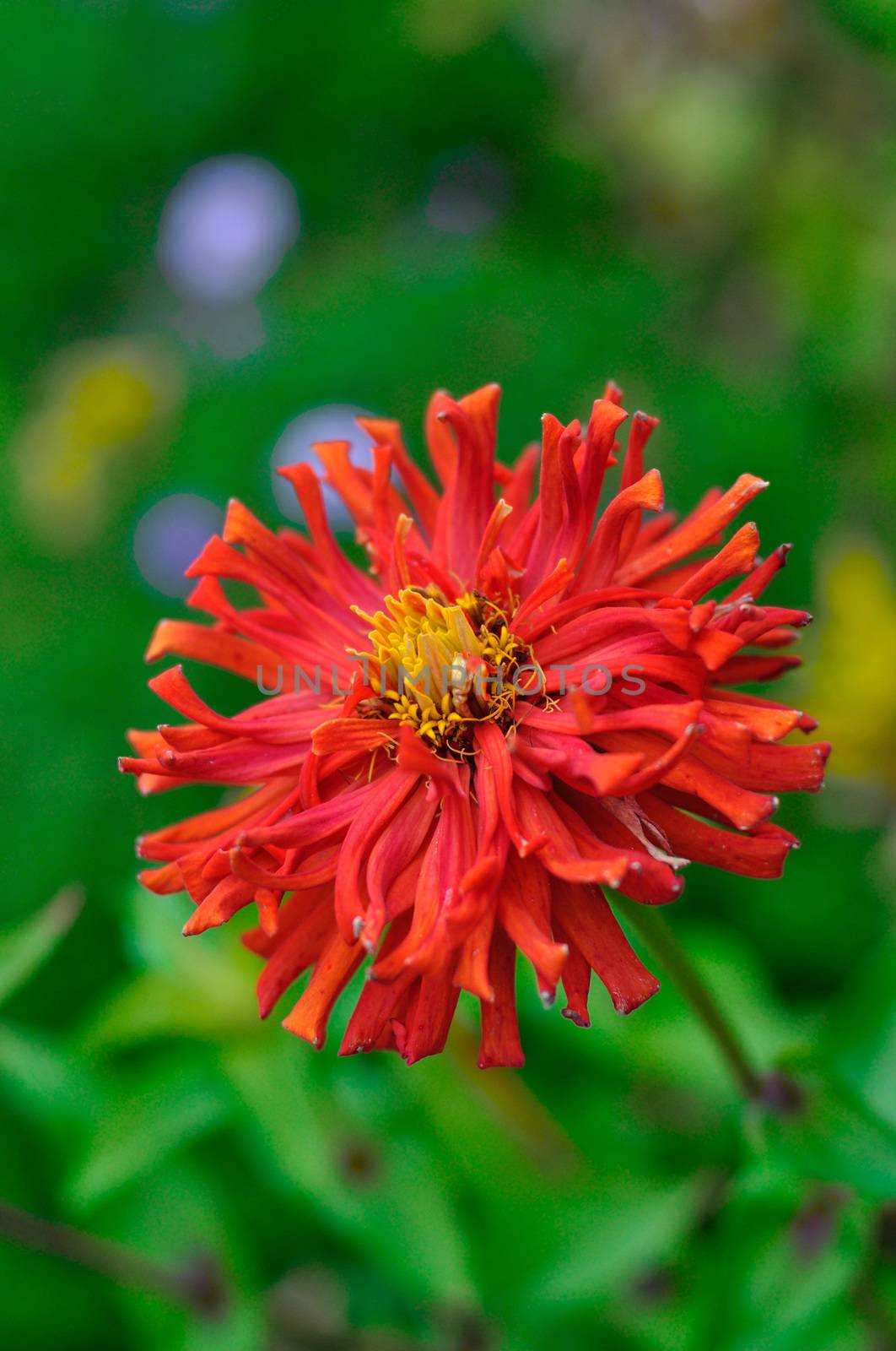 Red flower Zinnia flower close-up with green background by Eagle2308