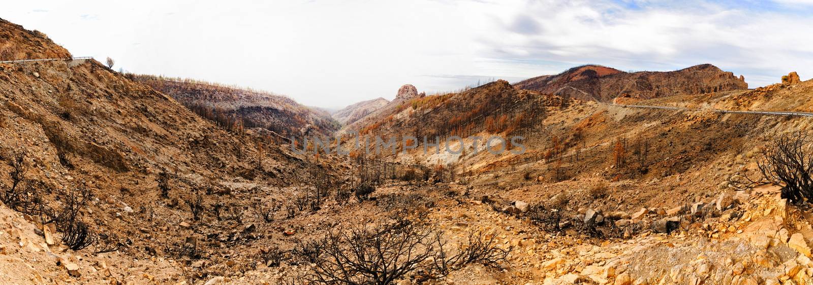 Burned trees in mountain desert, Panorama, Teide Volcano, Tenerife, Canarian Islands by Eagle2308