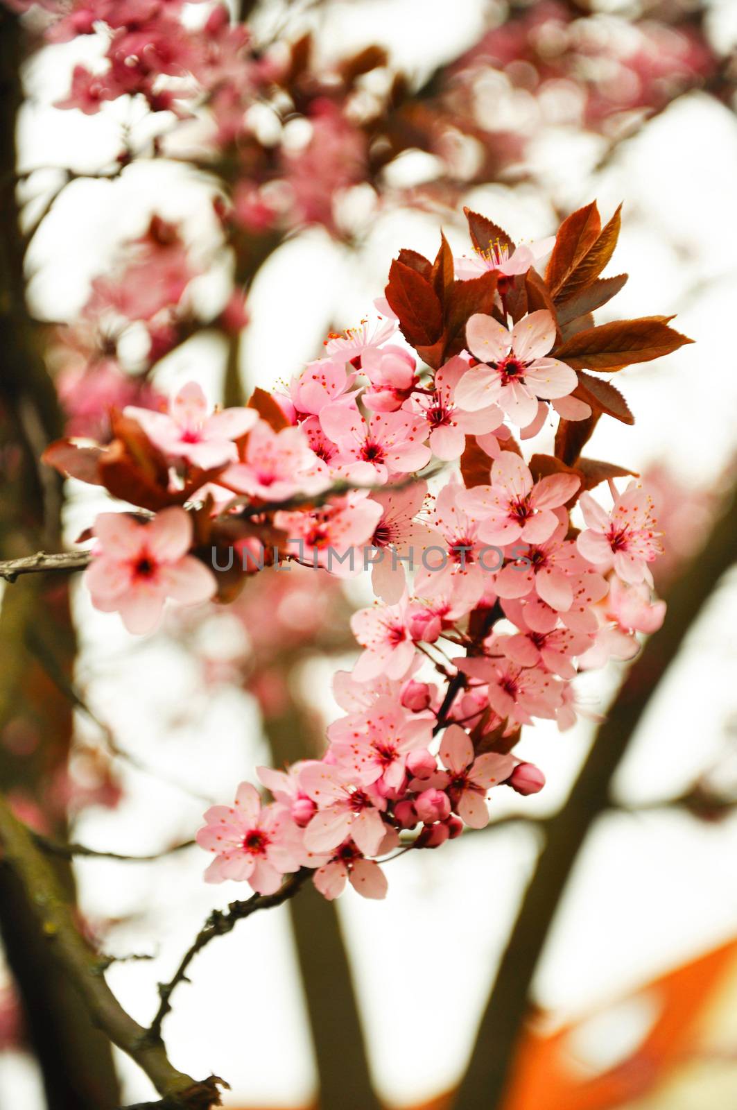 Paradise blooming pink apple flowers in spring by Eagle2308