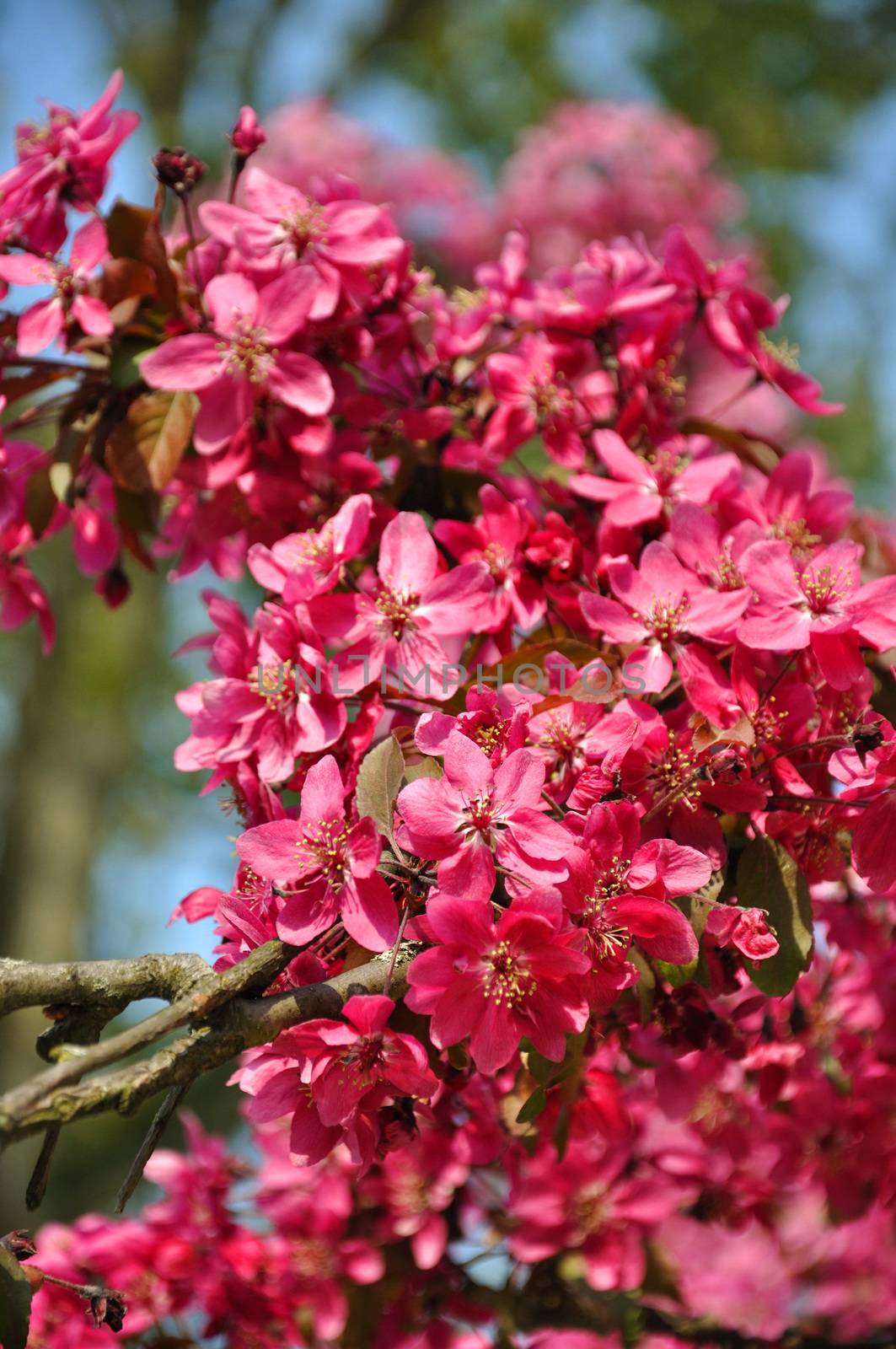 Paradise blooming pink apple flowers in spring.
