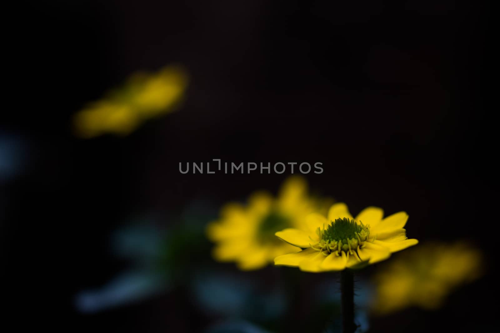 Yellow flower heads in a dark moonlight garden