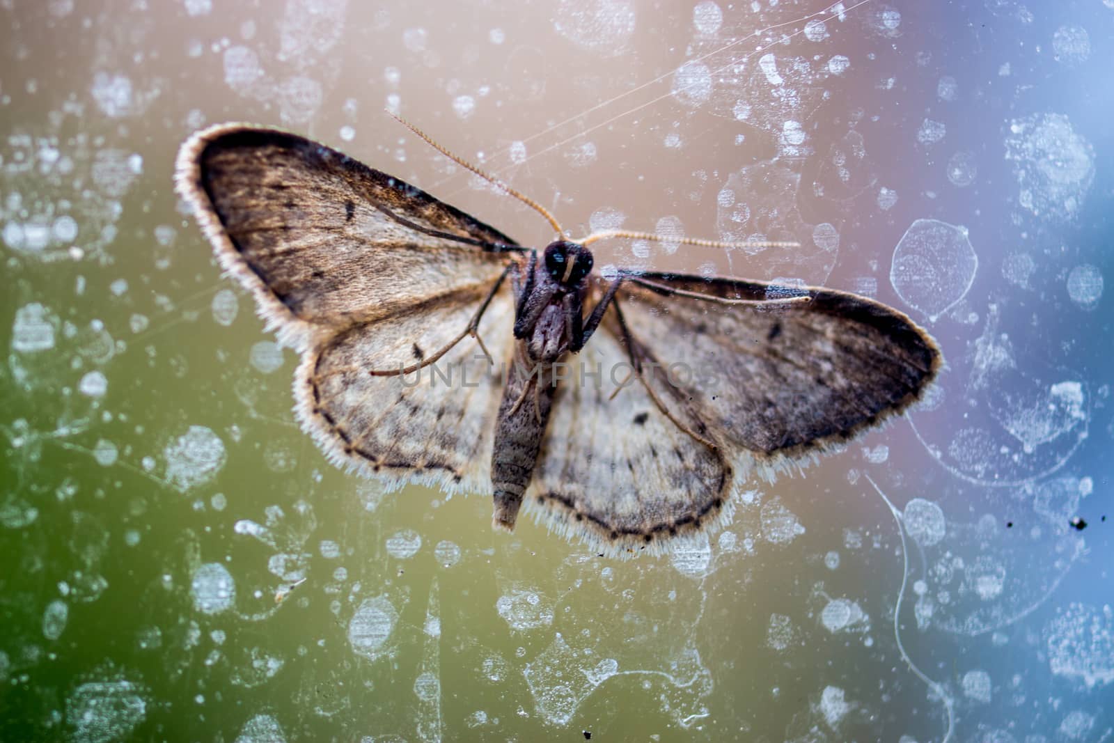 Brown moth throught wet oil covered glass with green and blue background
