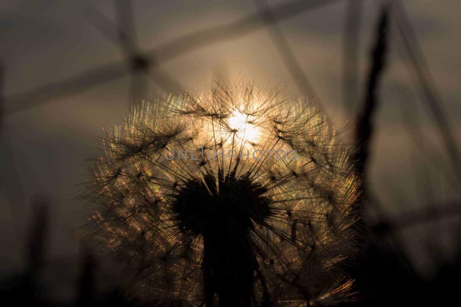 Golden sunset through a dandelion flower