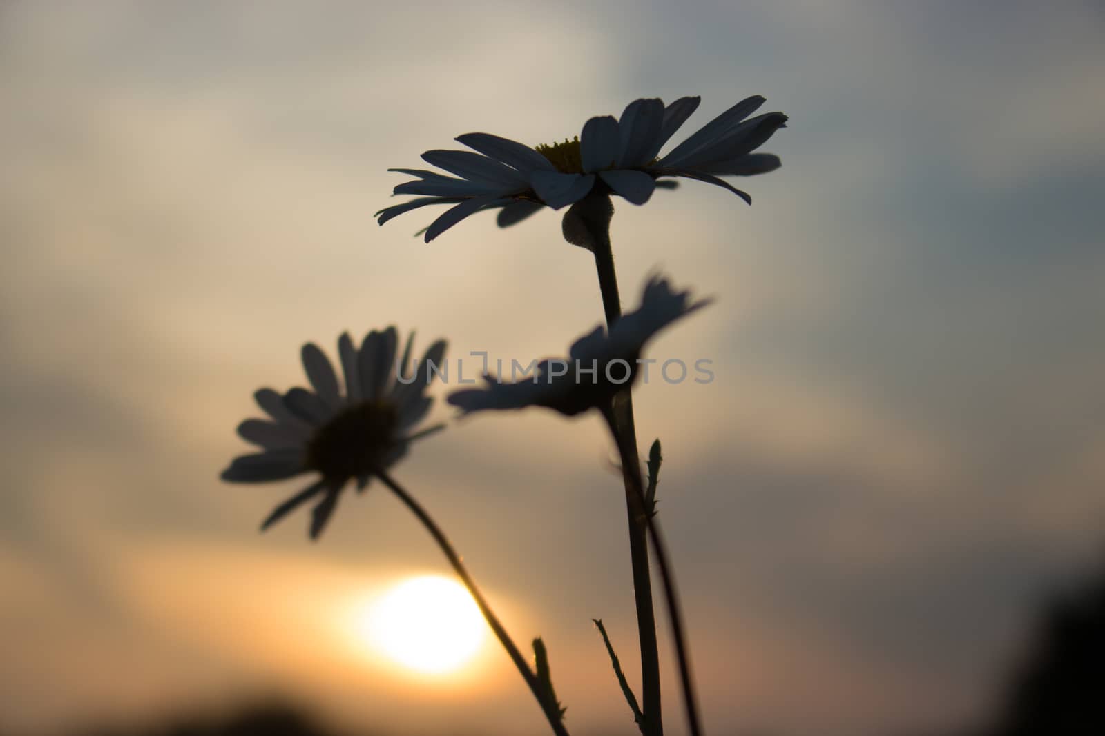 Trio of wild Daisy plants silhouetted by the soft yellow sunset