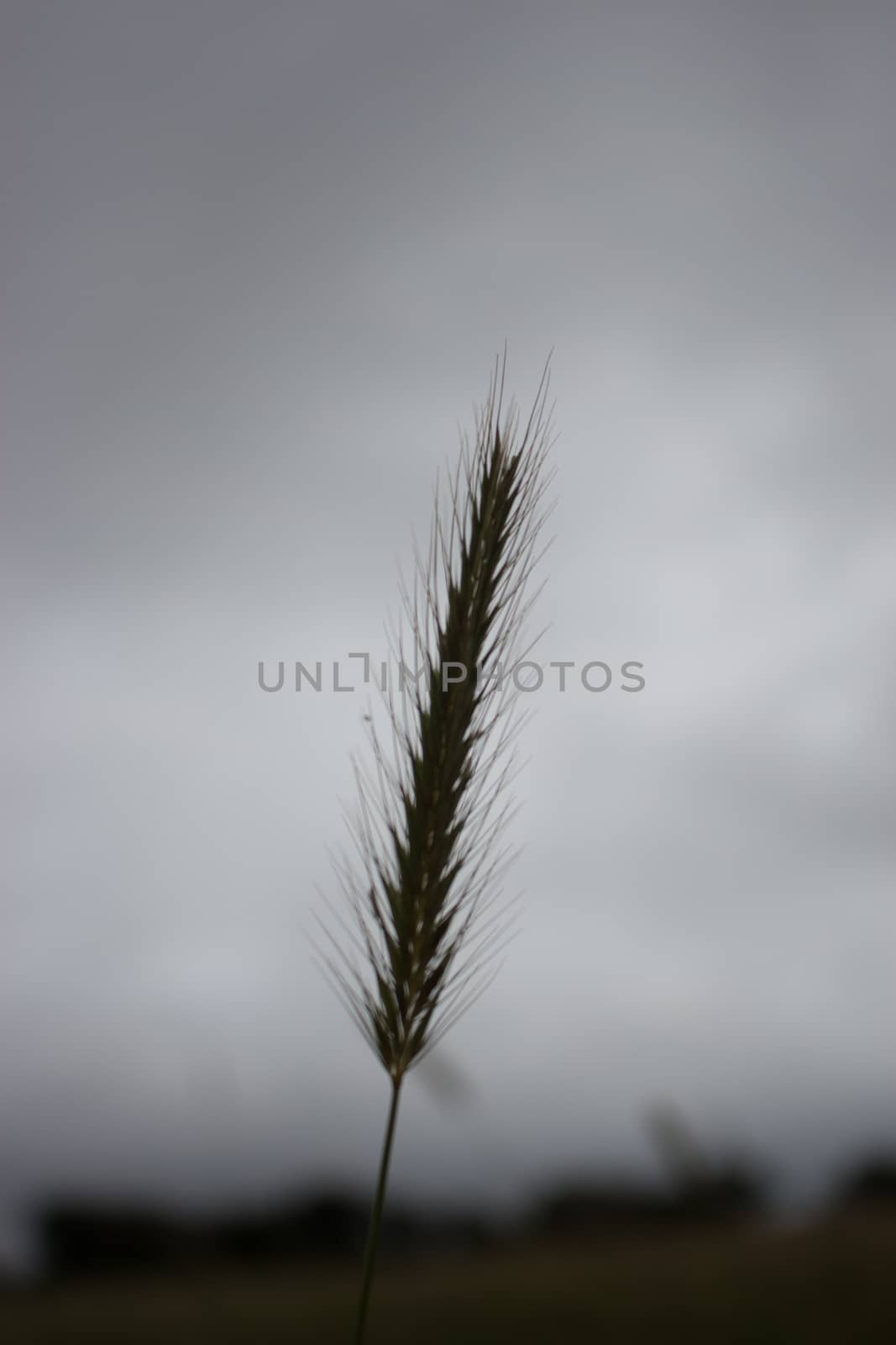 silhouette of wild grass head with grey isolated background