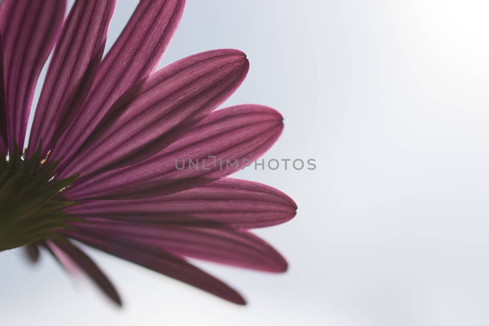 under view of pink flower petals and stem with blue background