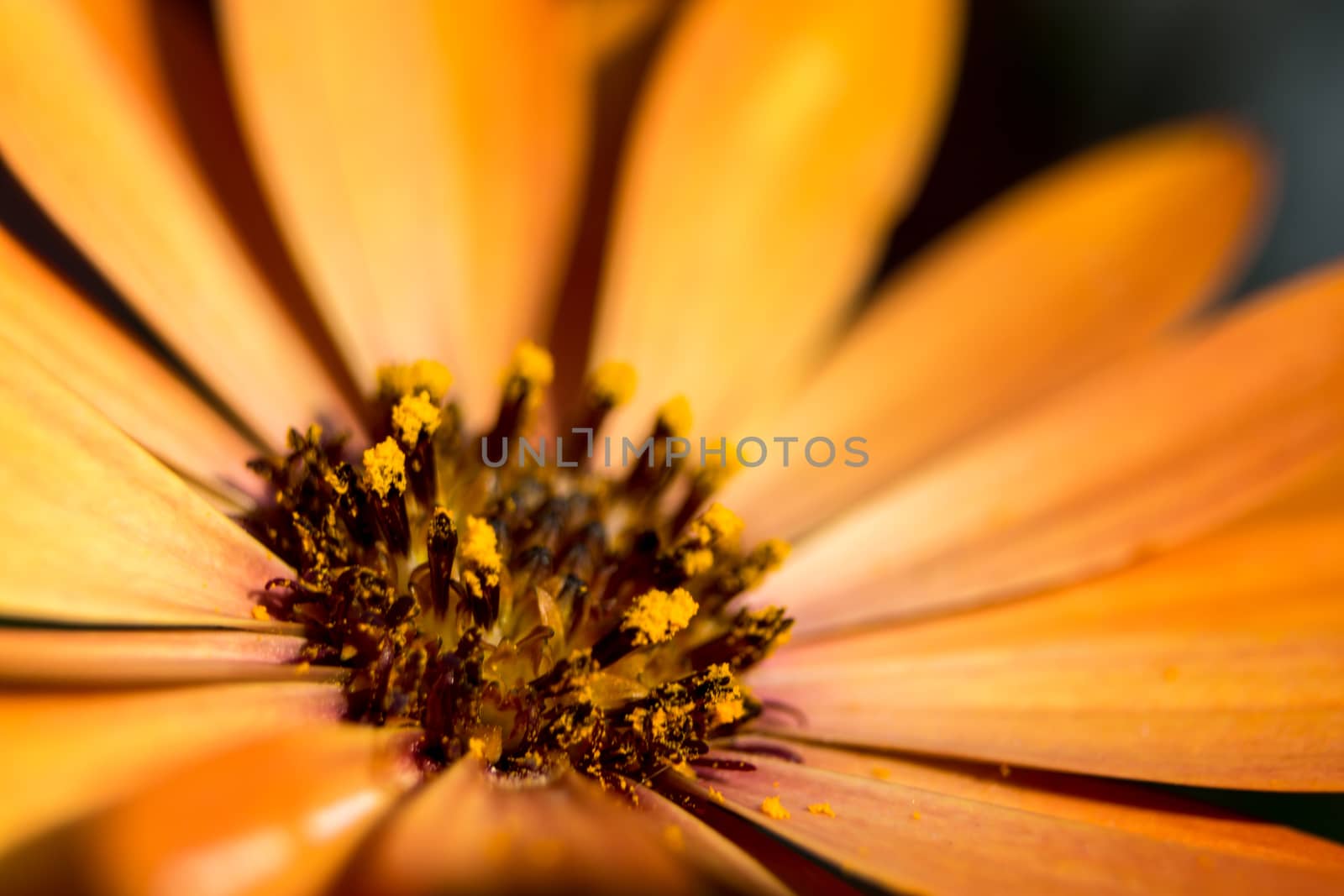Deep Orange Daisy flower petals