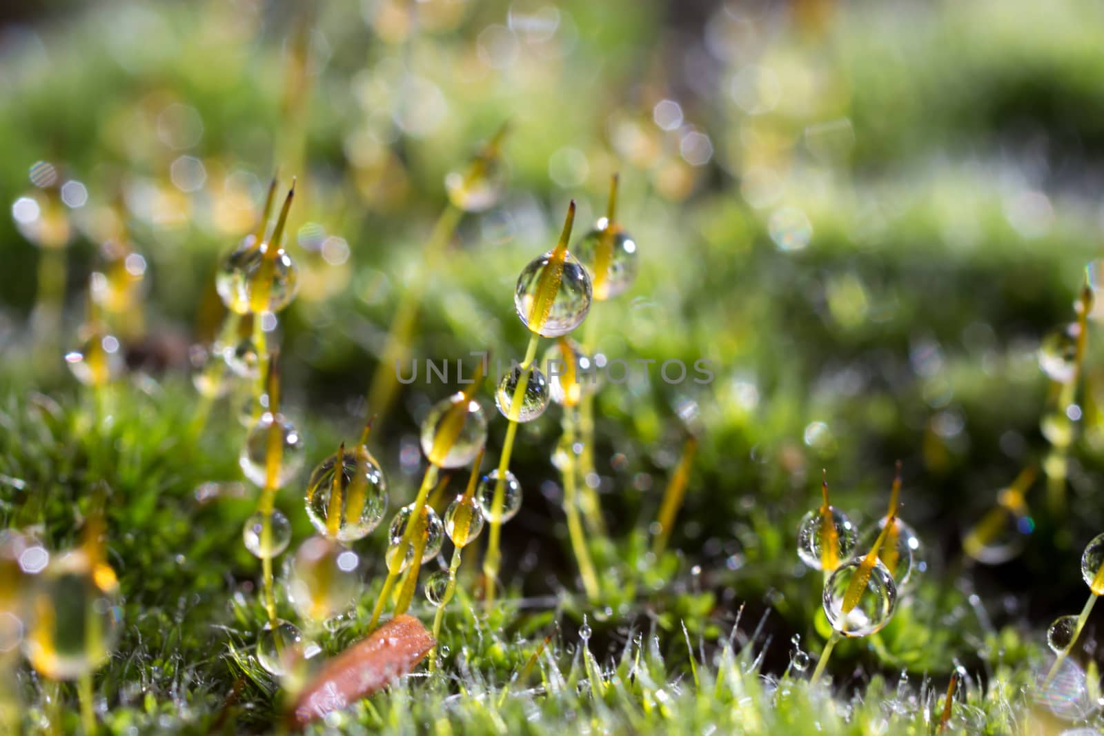 Morning water dew on mossy rich green grass, water droplets