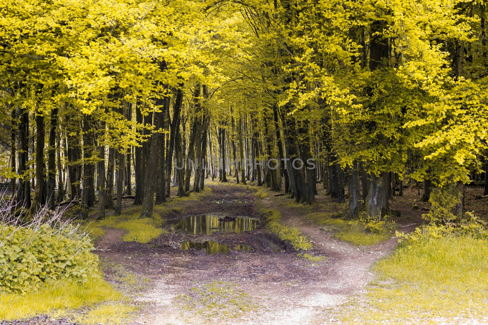 Thick woodland trees with yellow leaves with pool of water below them relecting