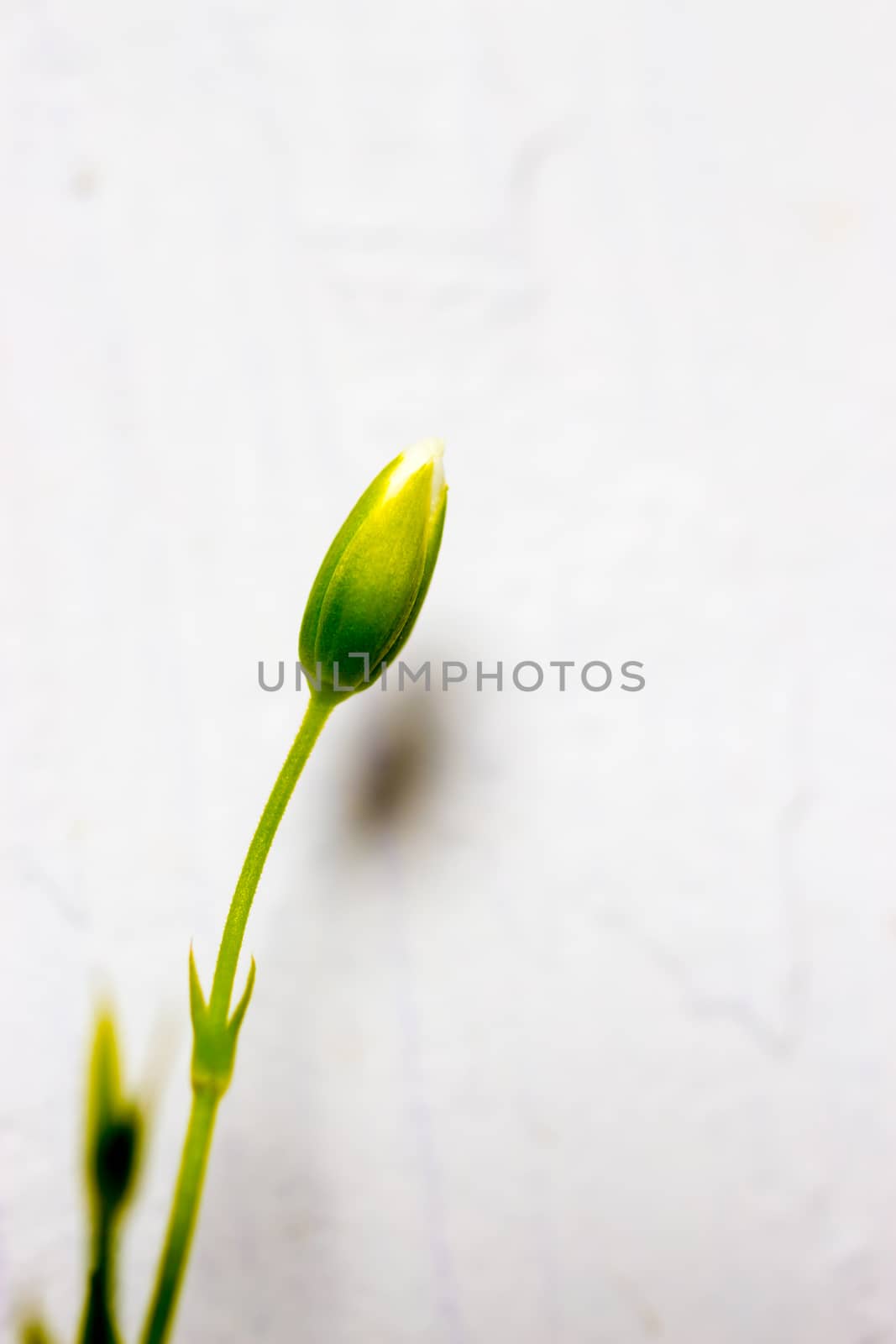 Green flower stem with yellow and white flower bud with a destressed look background