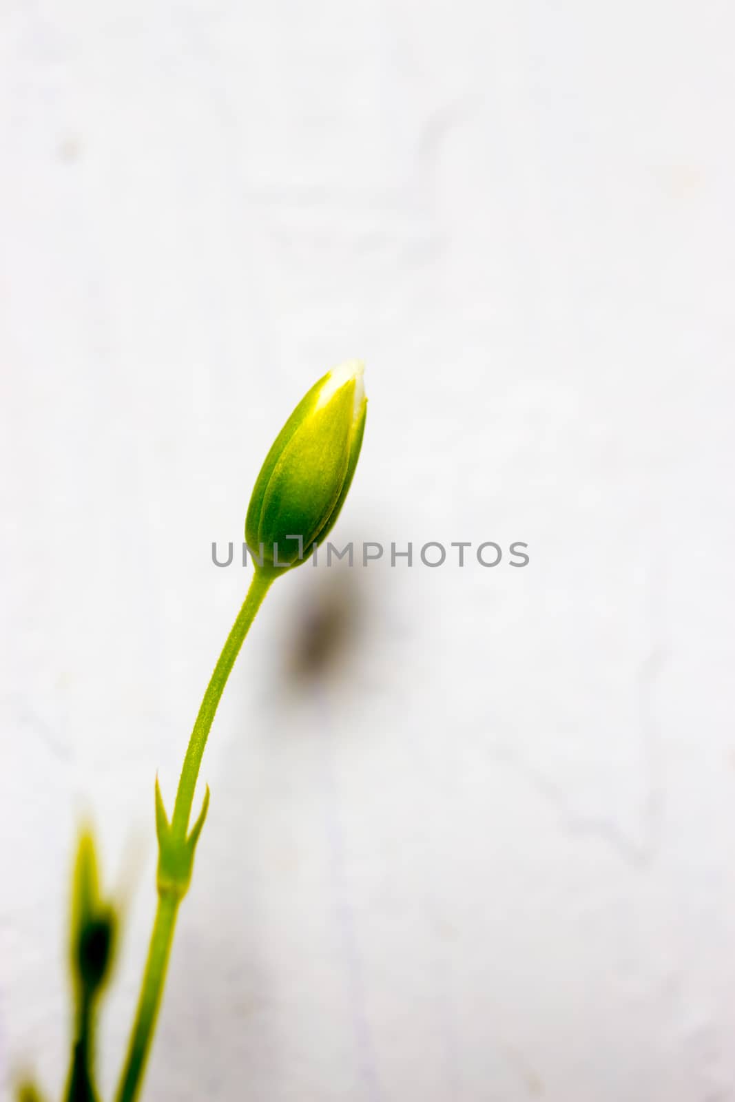 Opening Flower stem by ernest_davies