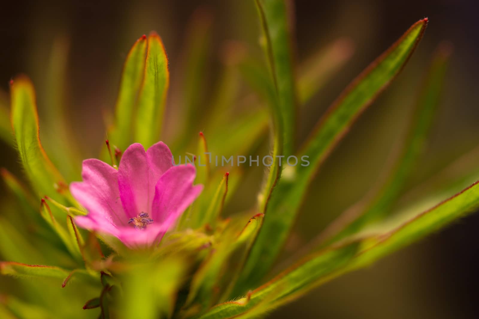 A pink flower head closeup with sharp yellow and green leaves
