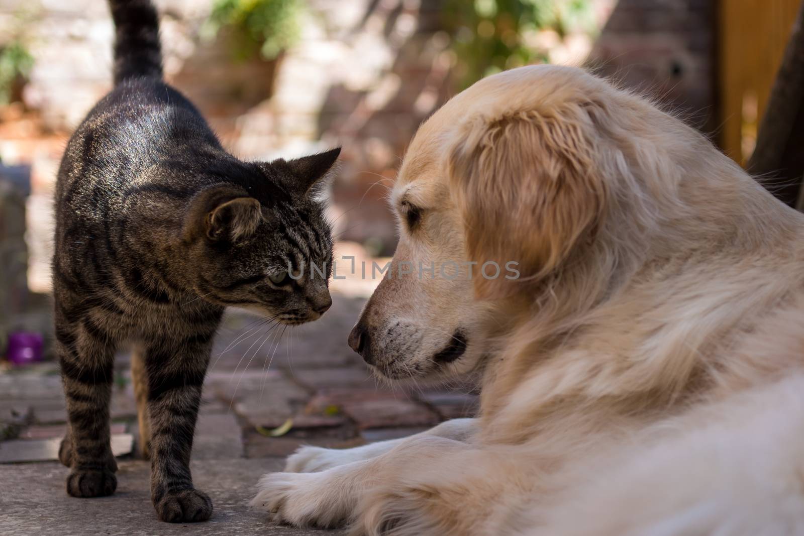 Tabby Cat Meets Golden Retriever by ernest_davies