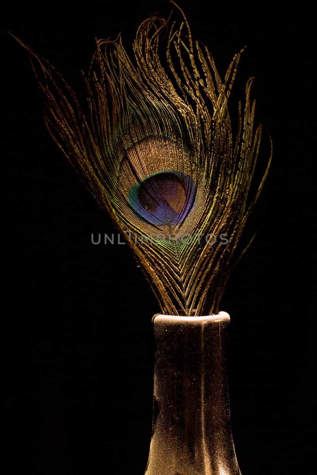 multi coloured Peacock feather in gold jar/vase on black isolated background