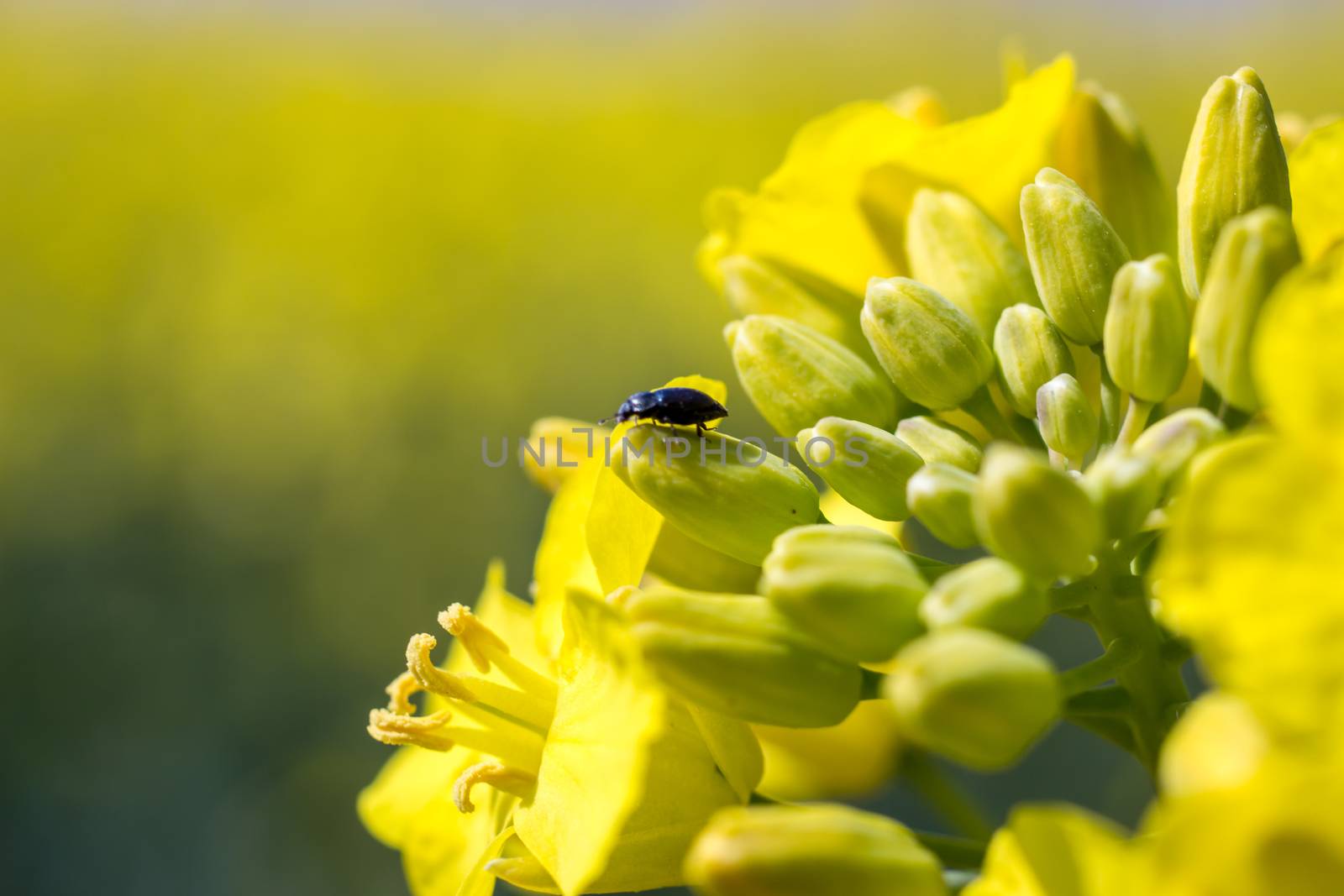 Closeup of a Single beatle on yellow rapeseed flower