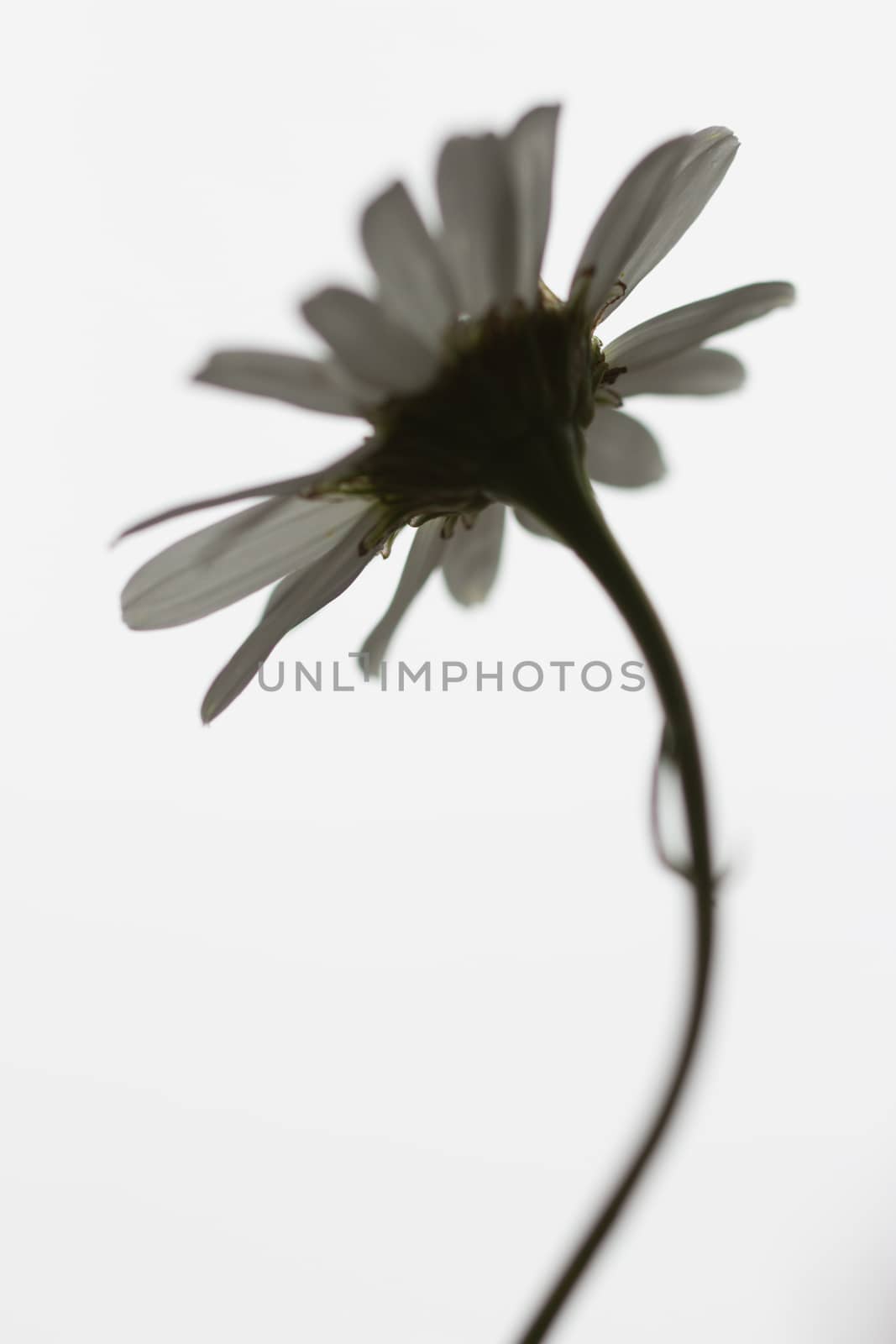 An isolated destressed white daisy with black stem on white background