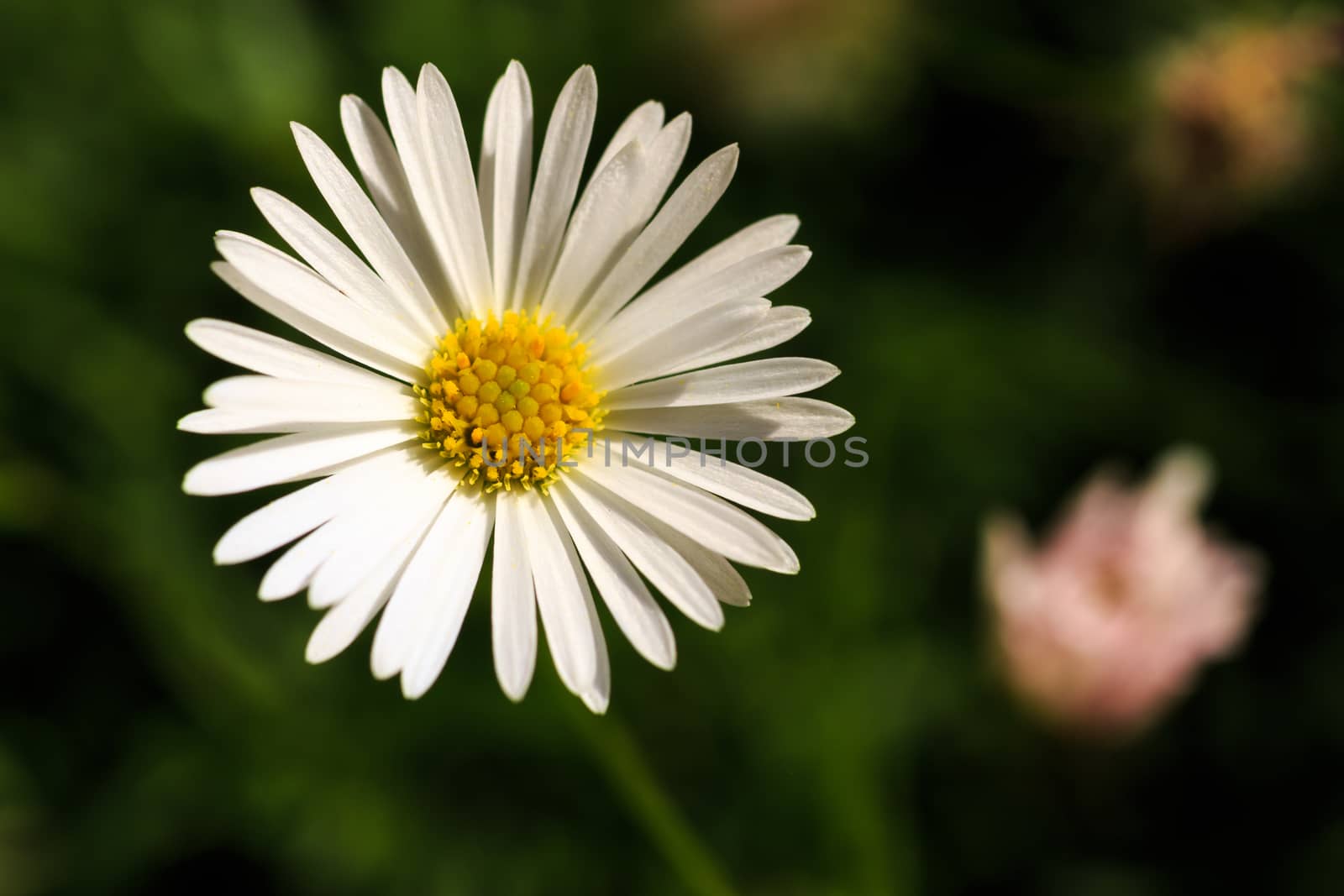 Large white daisy head with yellow centre and soft green yellow and pink background