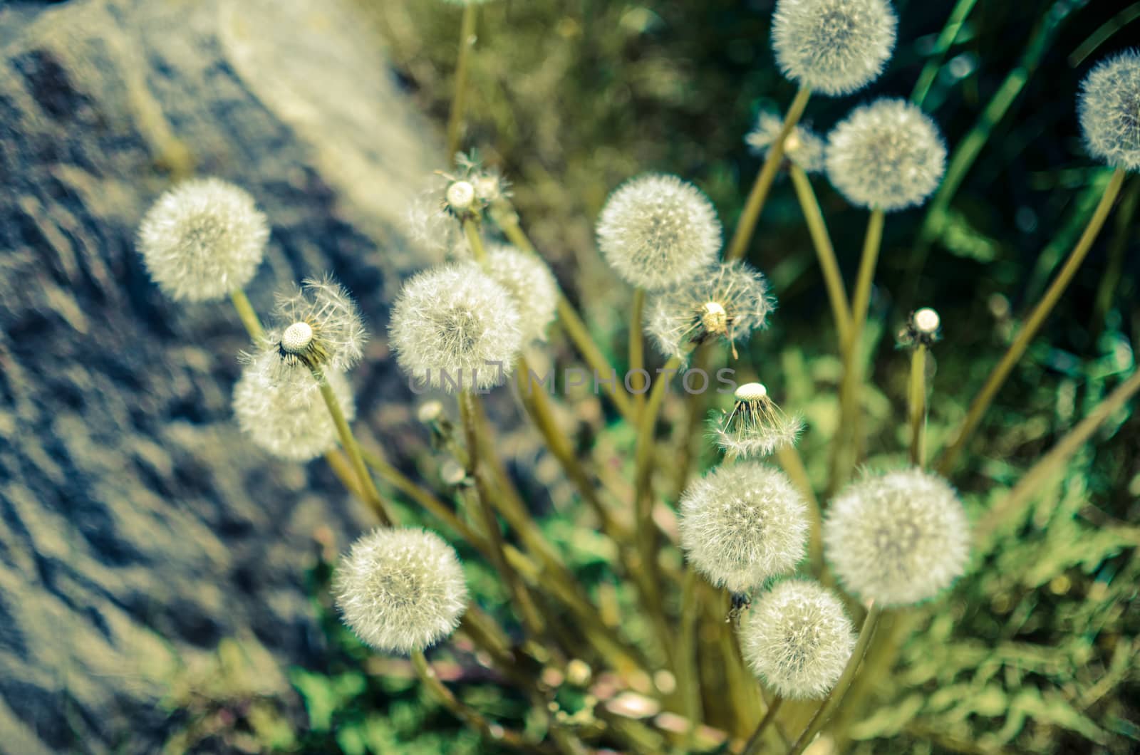 Closeup of fluffy white dandelion in grass with field flowers