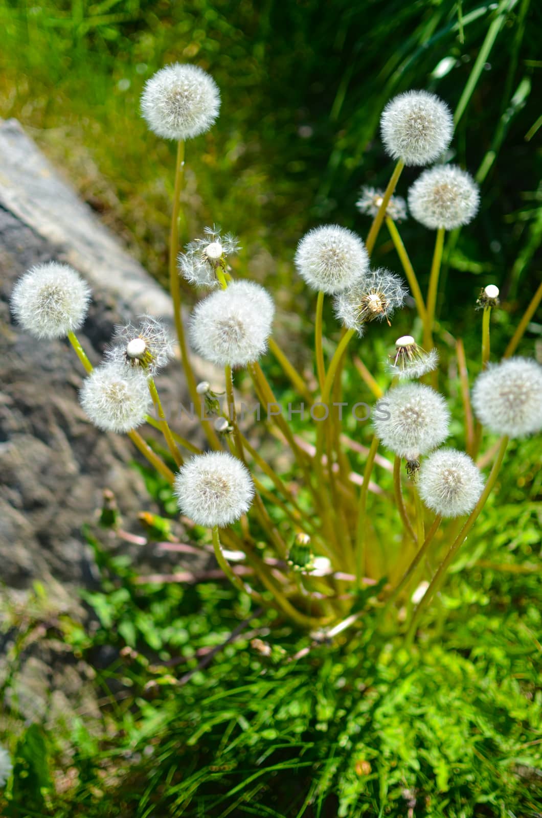 Closeup of fluffy white dandelion in grass with field flowers