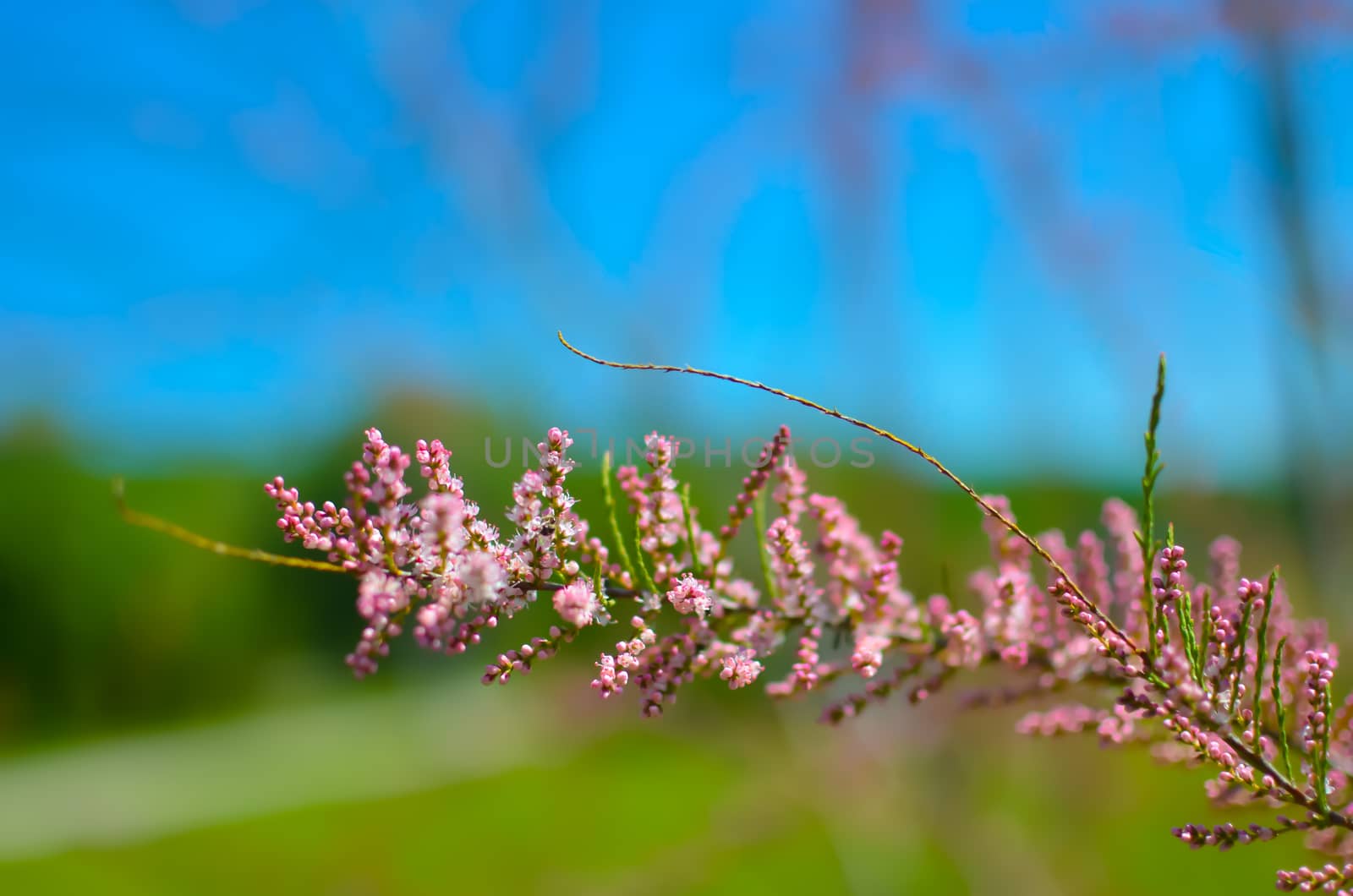 Branch of a pink Tamarix blooming on a turquoise background of sky