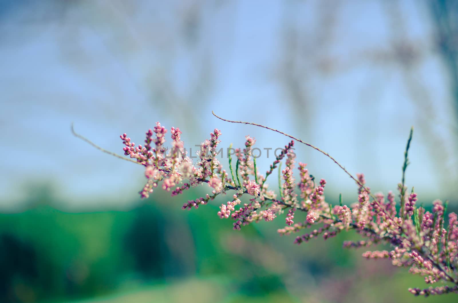 Branch of a pink Tamarix blooming on a turquoise background of sky