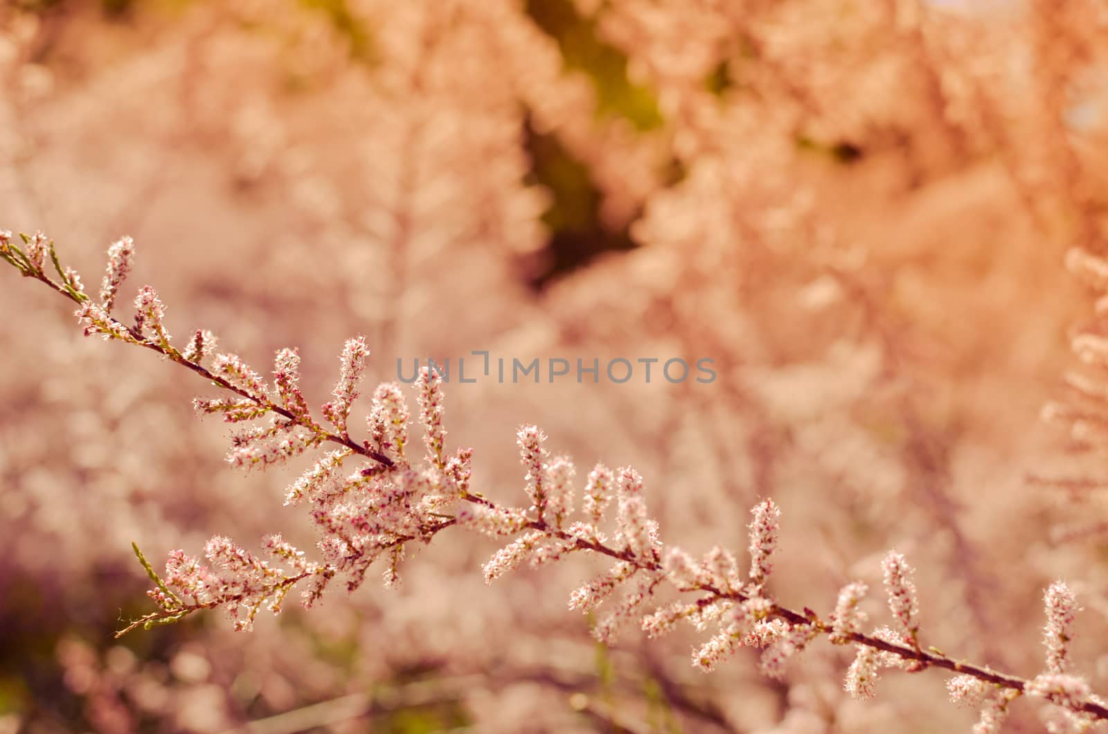 Branch of a pink Tamarix blooming on a turquoise background of sky