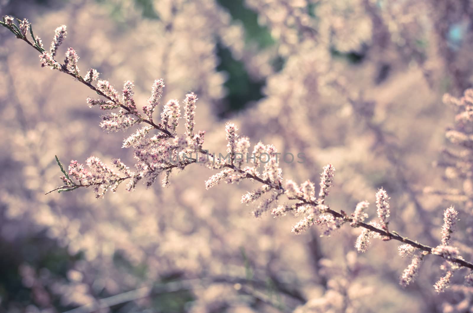 Branch of a pink Tamarix blooming on a turquoise background of sky