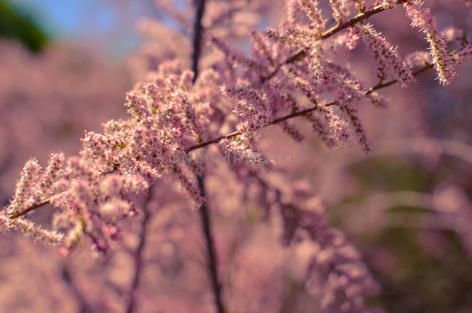 Branch of a pink Tamarix blooming on a turquoise background of sky