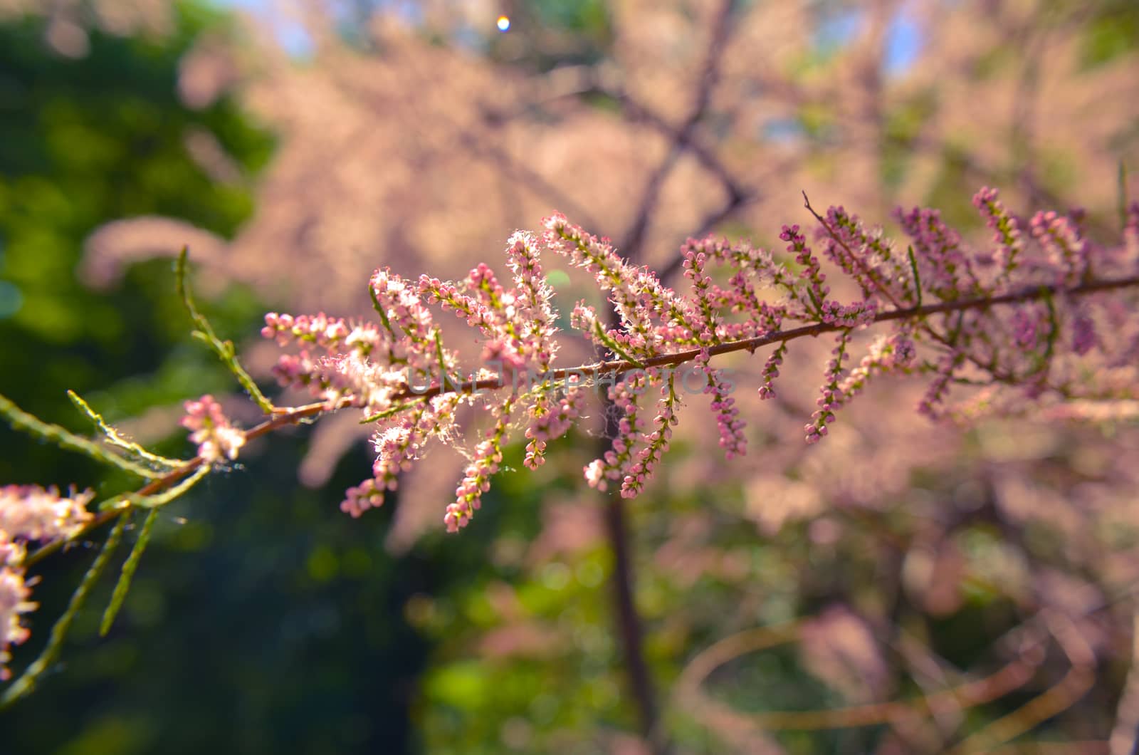 Branch of a pink Tamarix blooming on a turquoise background of sky