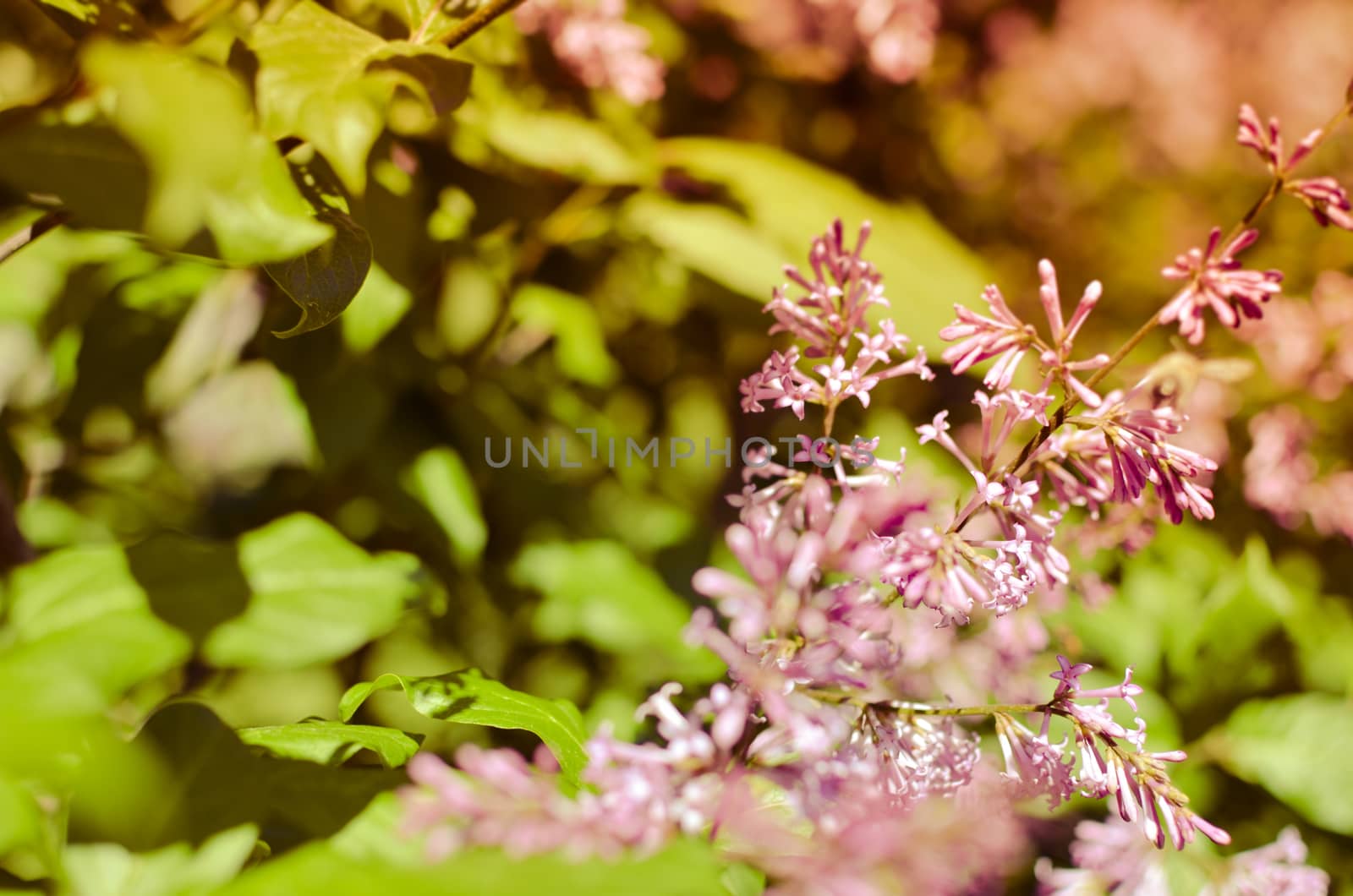 purple lilac bush blooming in May day