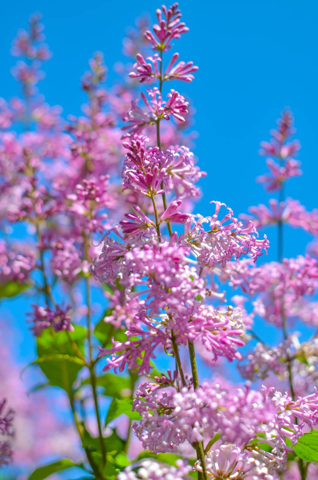 purple lilac bush blooming in May day