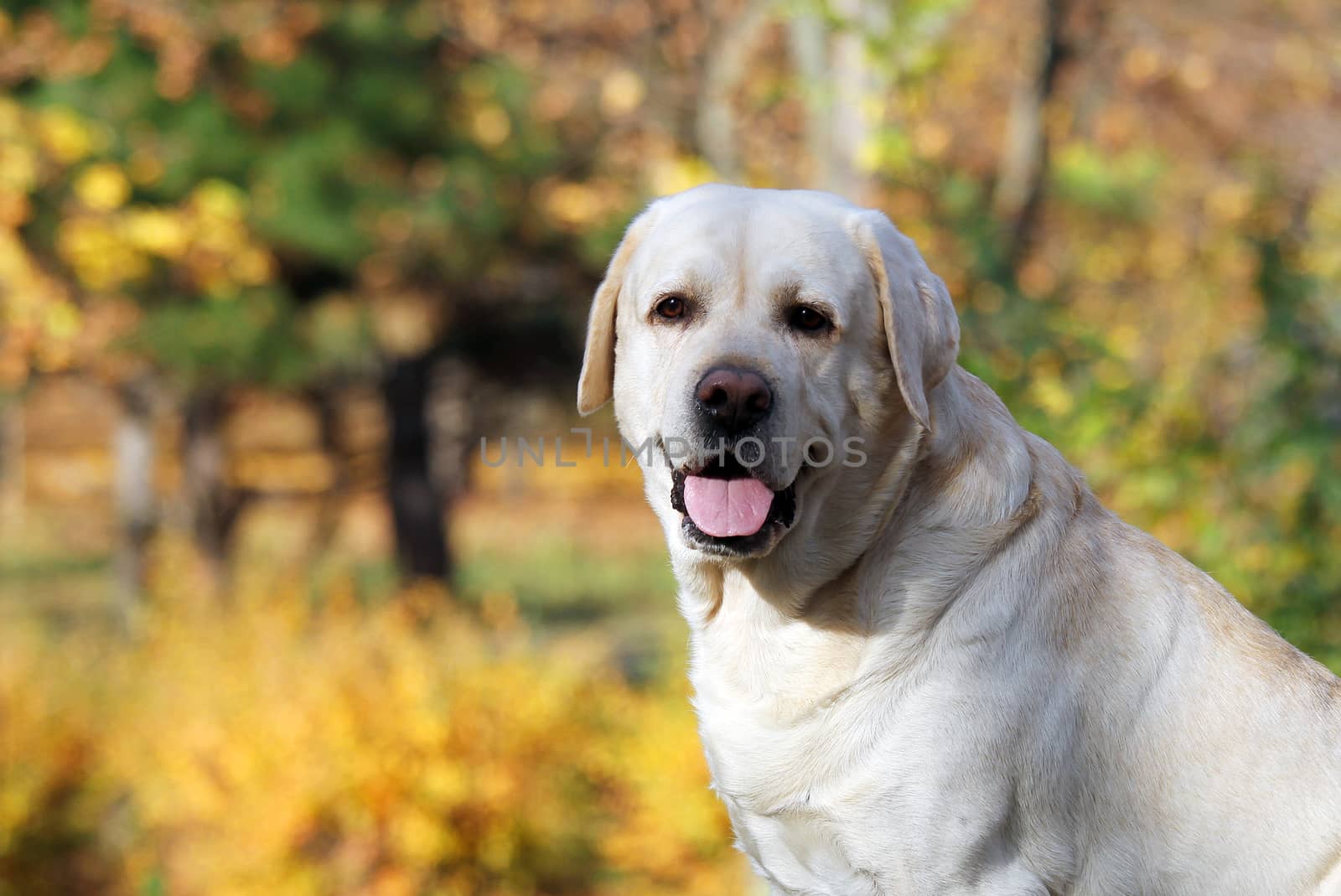 nice yellow labrador in the park in autumn