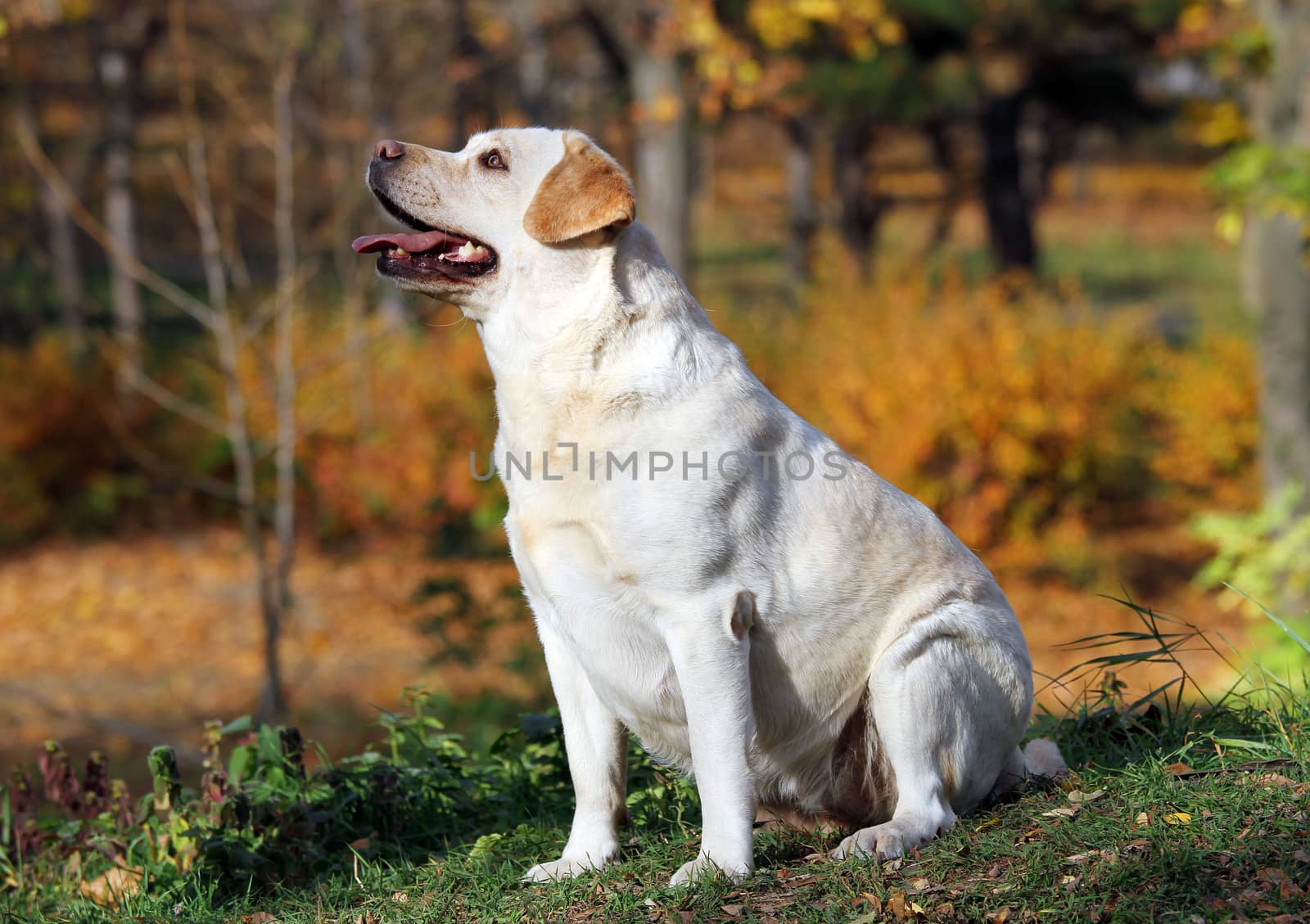 a nice yellow labrador in the park in autumn