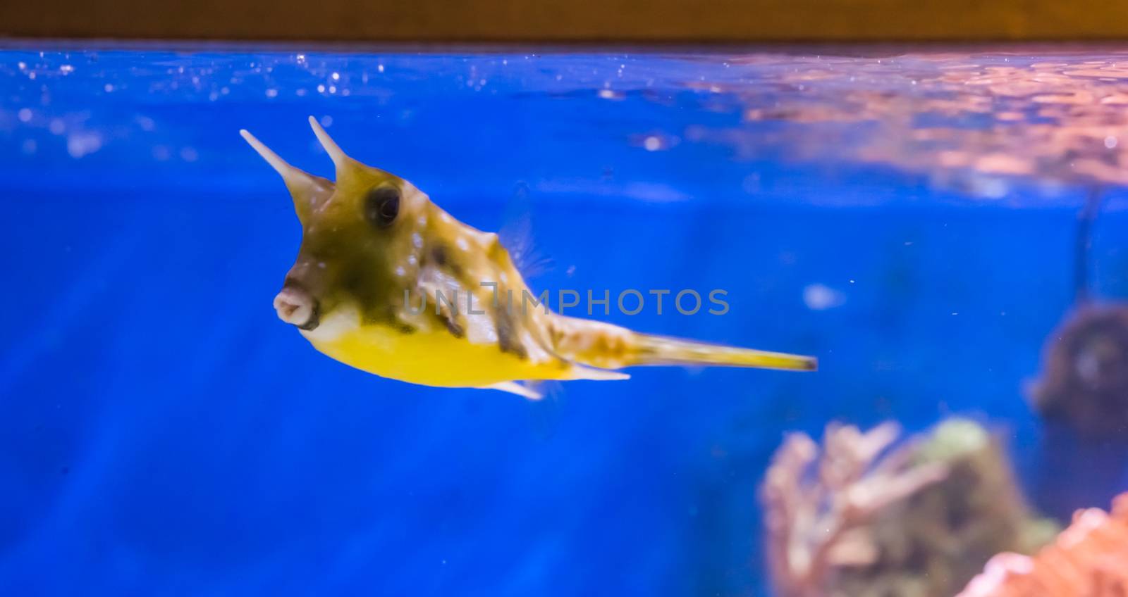 funny and cute exotic longhorn cowfish or horned boxfish swimming in the tropical aquarium