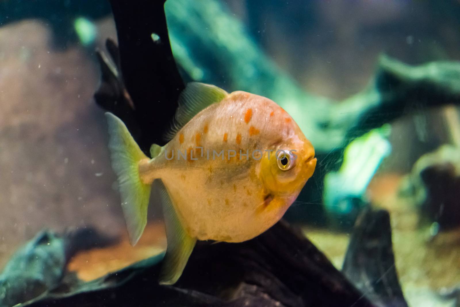 Redhook myleus a silver dollar fish species with shiny and glittery scales and orange spots tropical aquarium fish pet