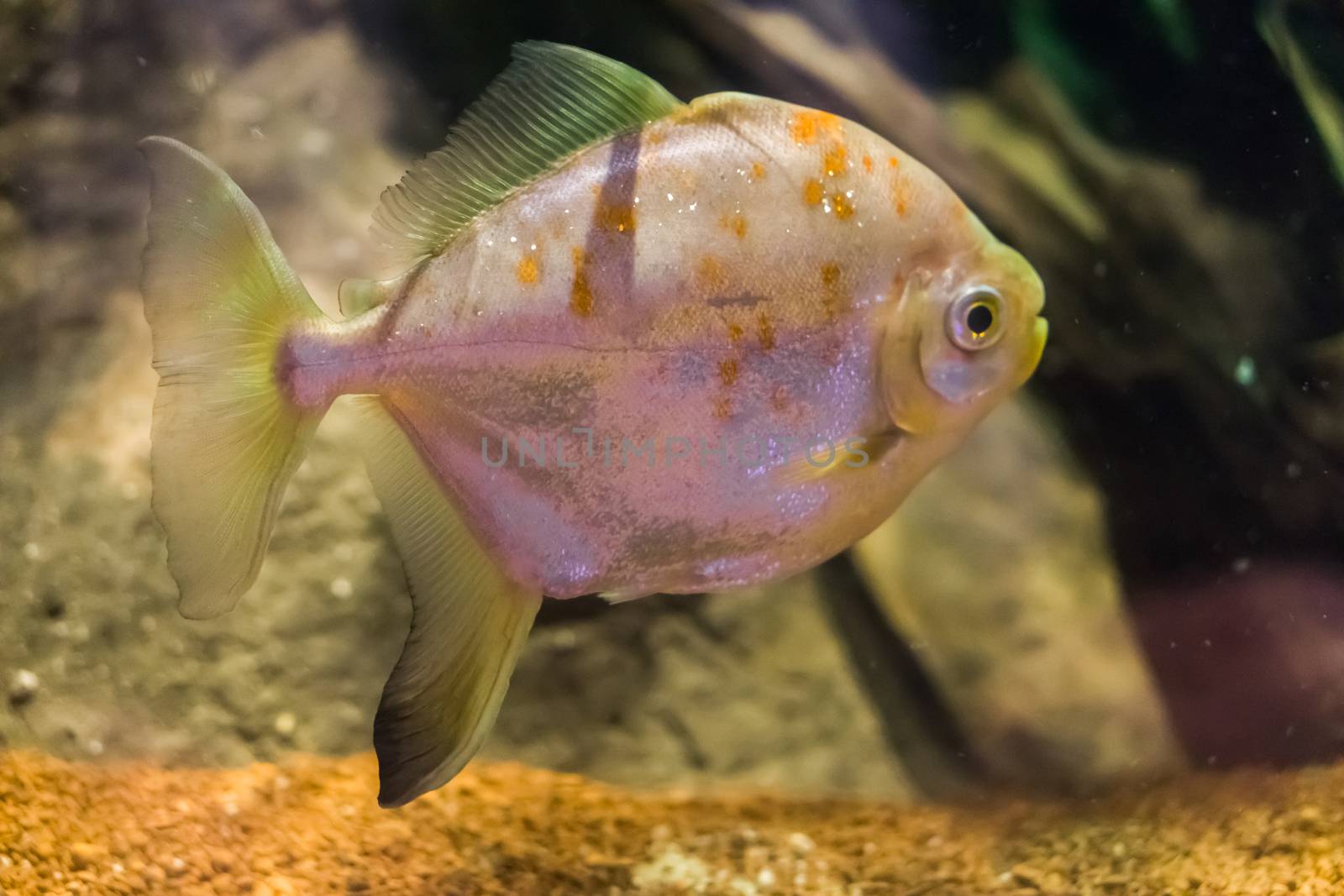 redhook myleus a well-known silver dollar fish species a tropical pet from sout america