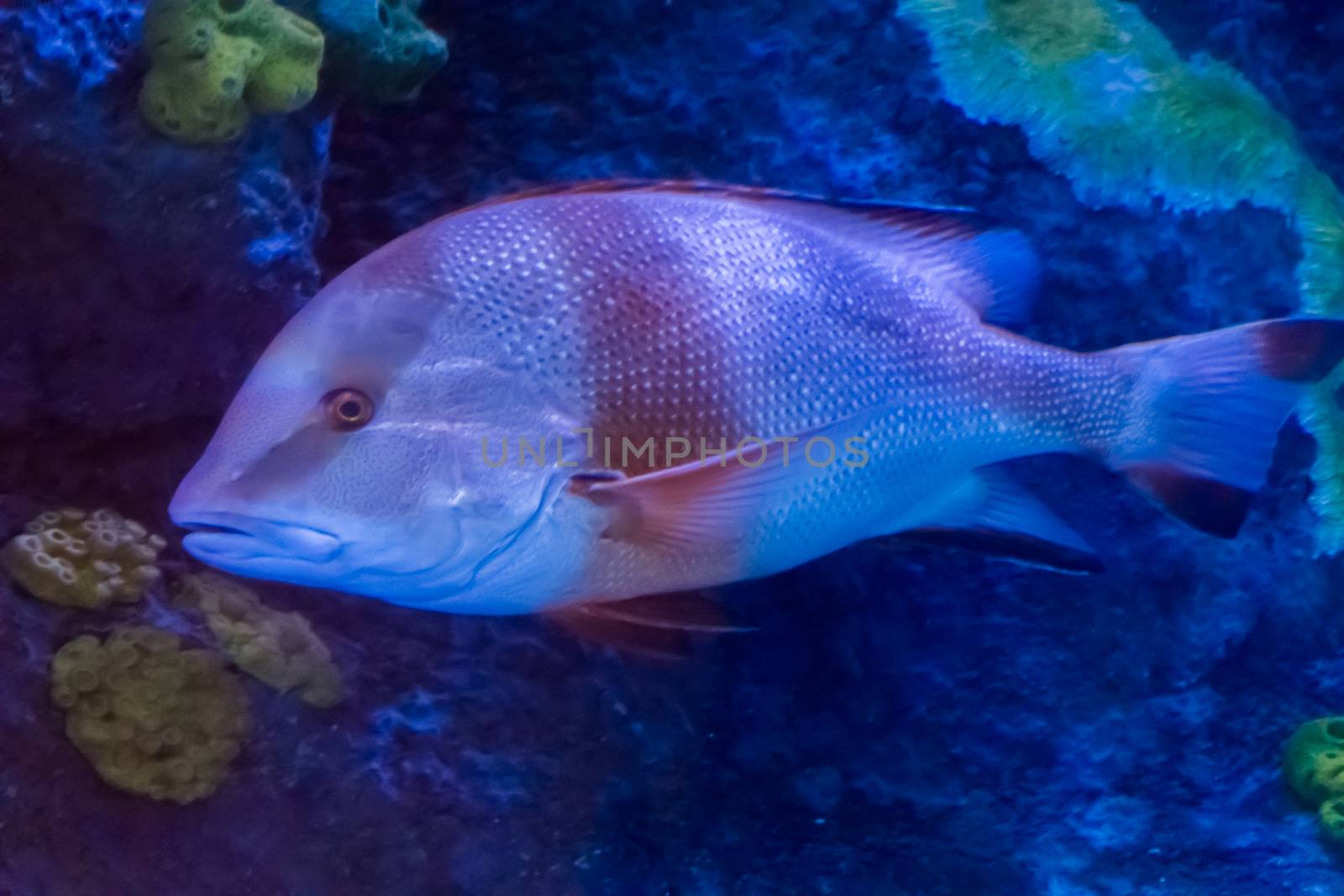 young adult red emperor snapper a tropical aquarium fish from the pacific ocean by charlottebleijenberg