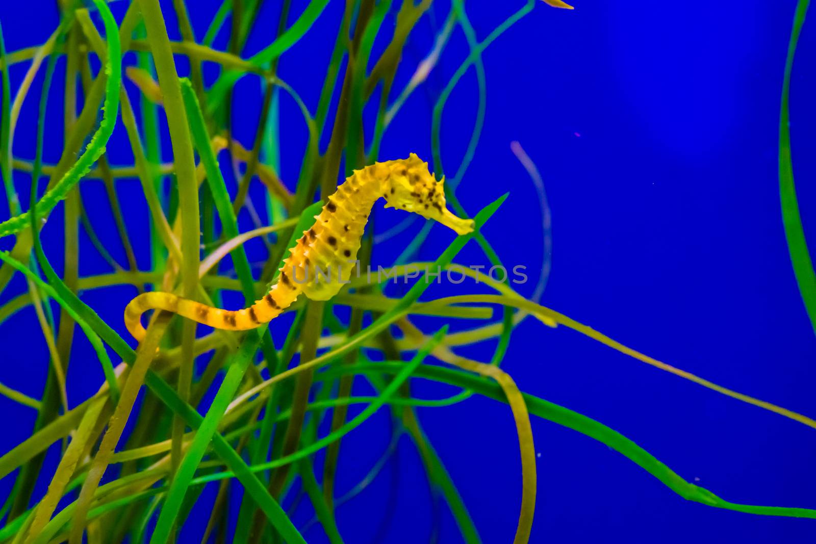 common estuary spotted yellow seahorse hanging on some grass in the tropical water aquarium by charlottebleijenberg