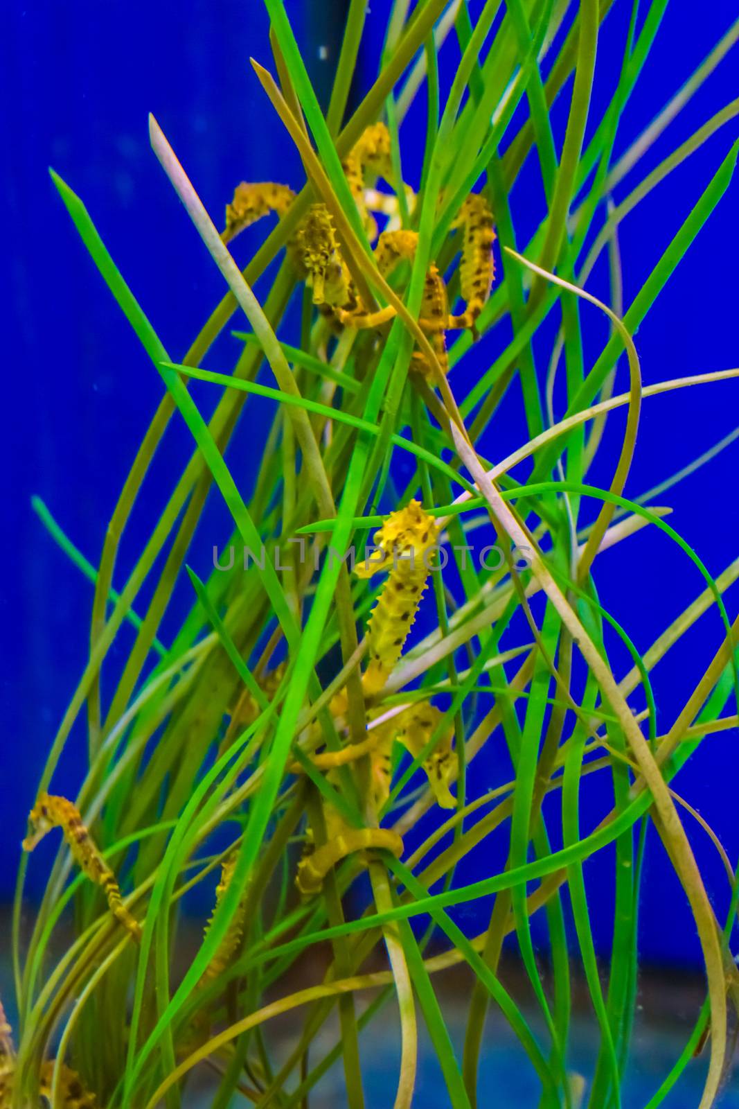 family of common estuary yellow seahorses hanging around in some seaweed grass by charlottebleijenberg