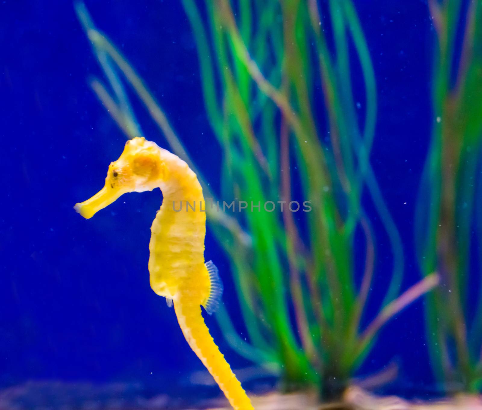 marine life fish portrait of a common yellow estuary seahorse in macro closeup by charlottebleijenberg