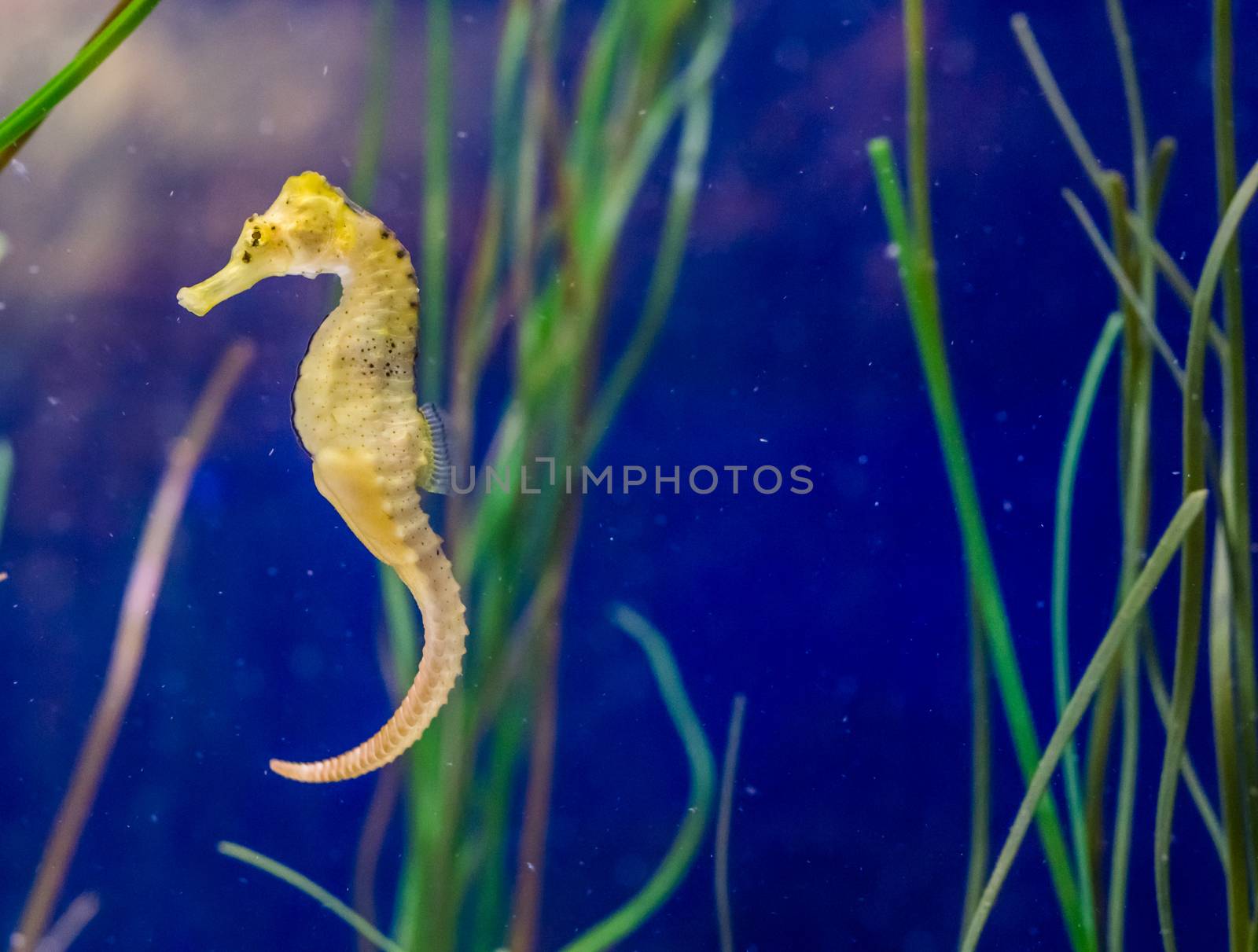 cute marine life portrait of a common yellow spotted estuary seahorse in macro closeup